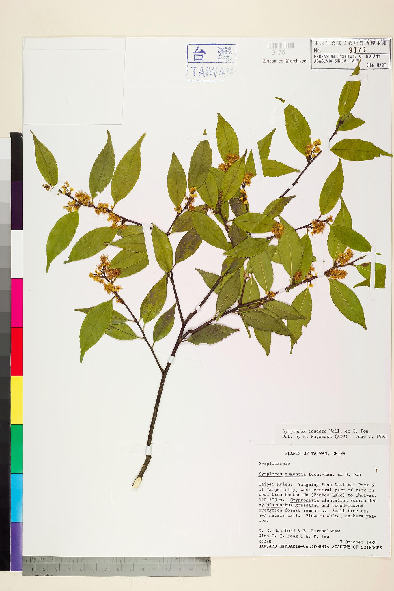 Sample image for viewer