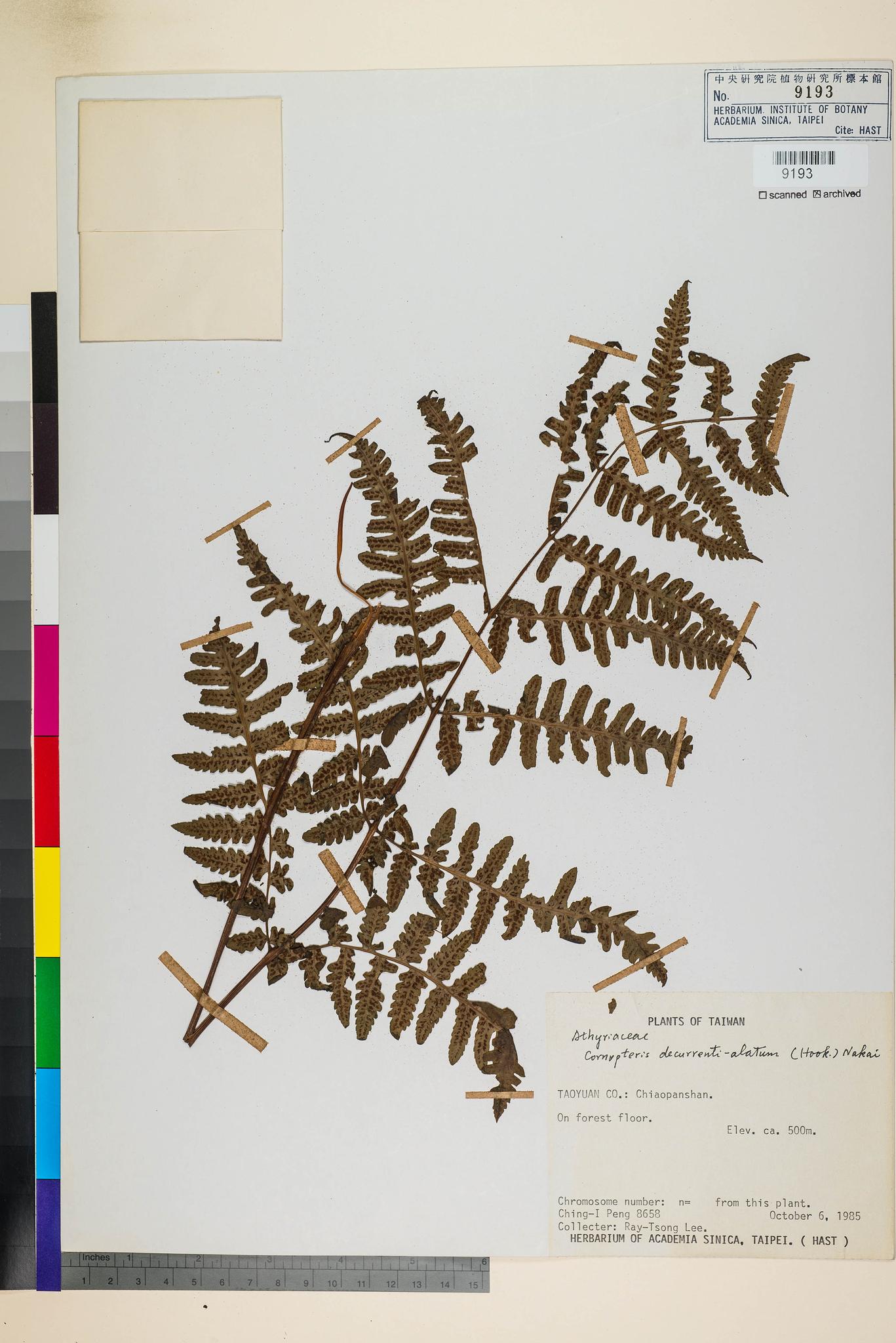 Sample image for viewer