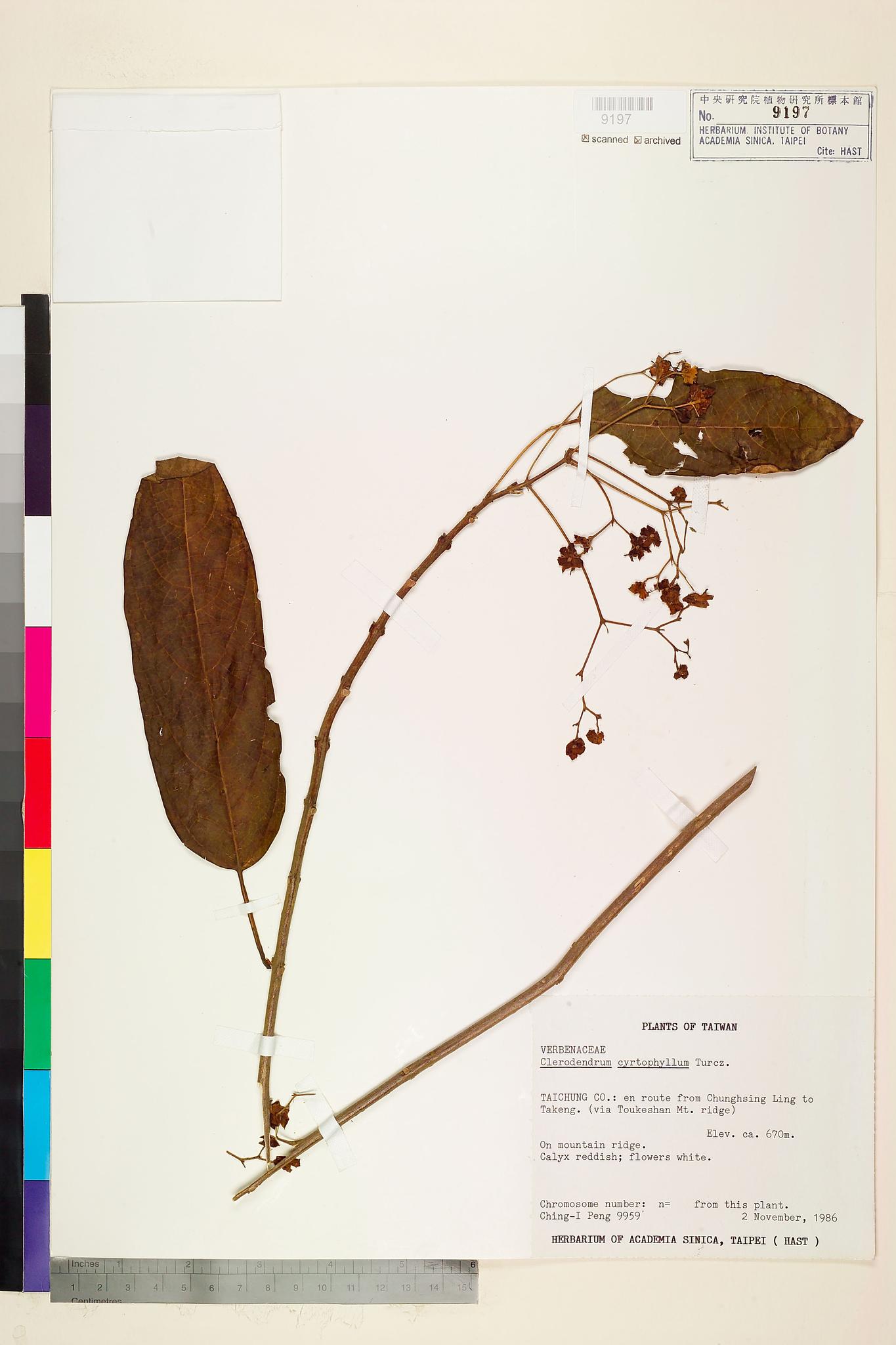 Sample image for viewer