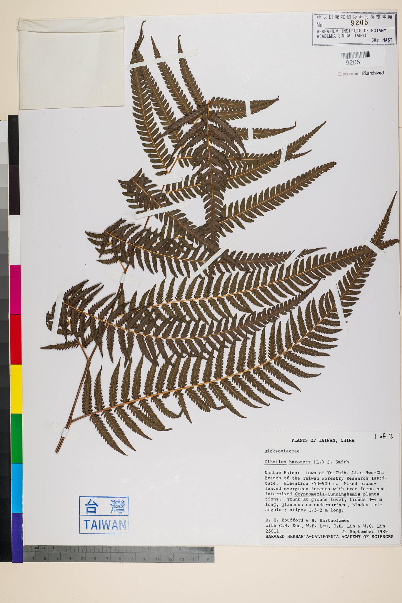 Sample image for viewer