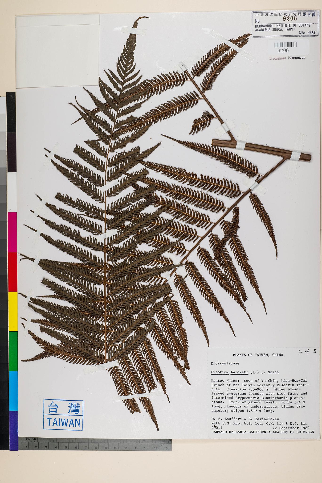 Sample image for viewer