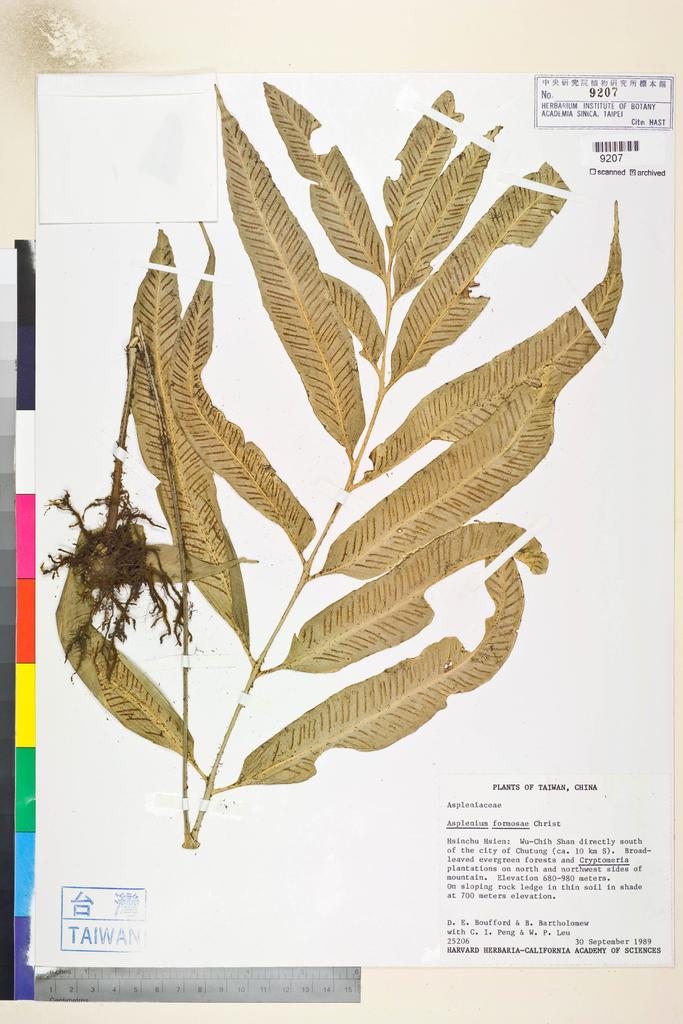 <Unit #84803 Boufford, D. E. |  | 25206:: | Asplenium formosae Christ>