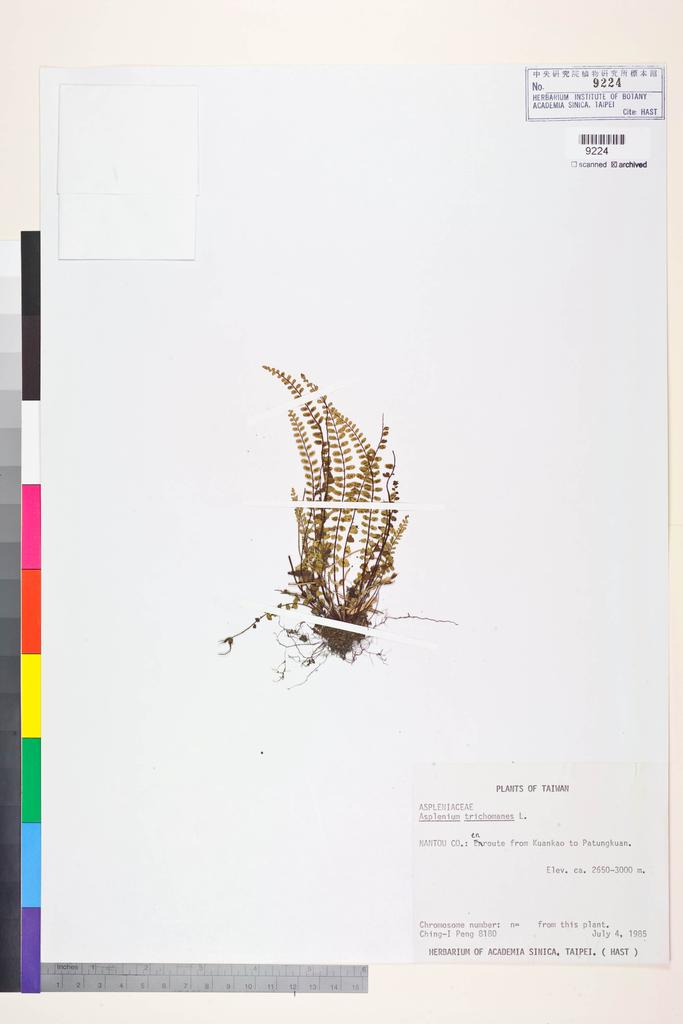 <Unit #16194 Peng, Ching-I | 彭鏡毅 | 8180:: | Asplenium trichomanes L.>