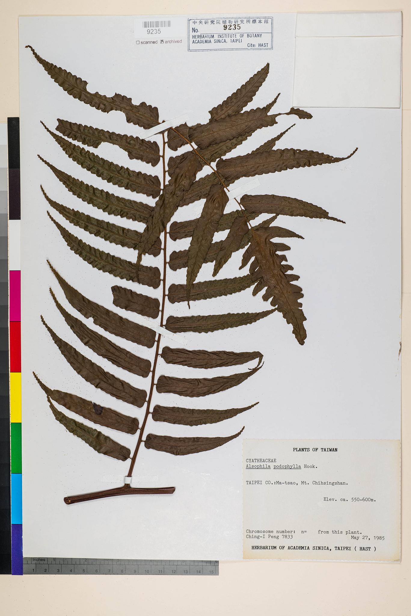 Sample image for viewer