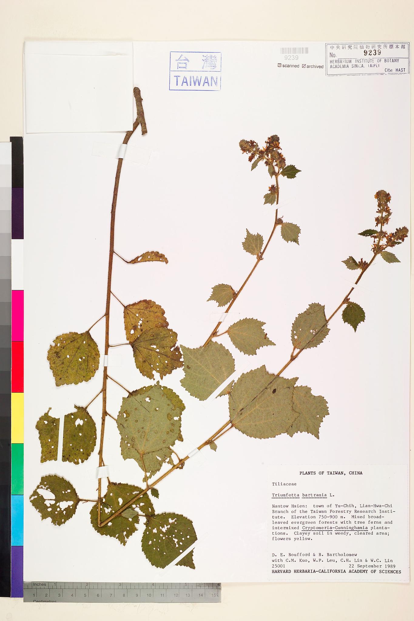 Sample image for viewer