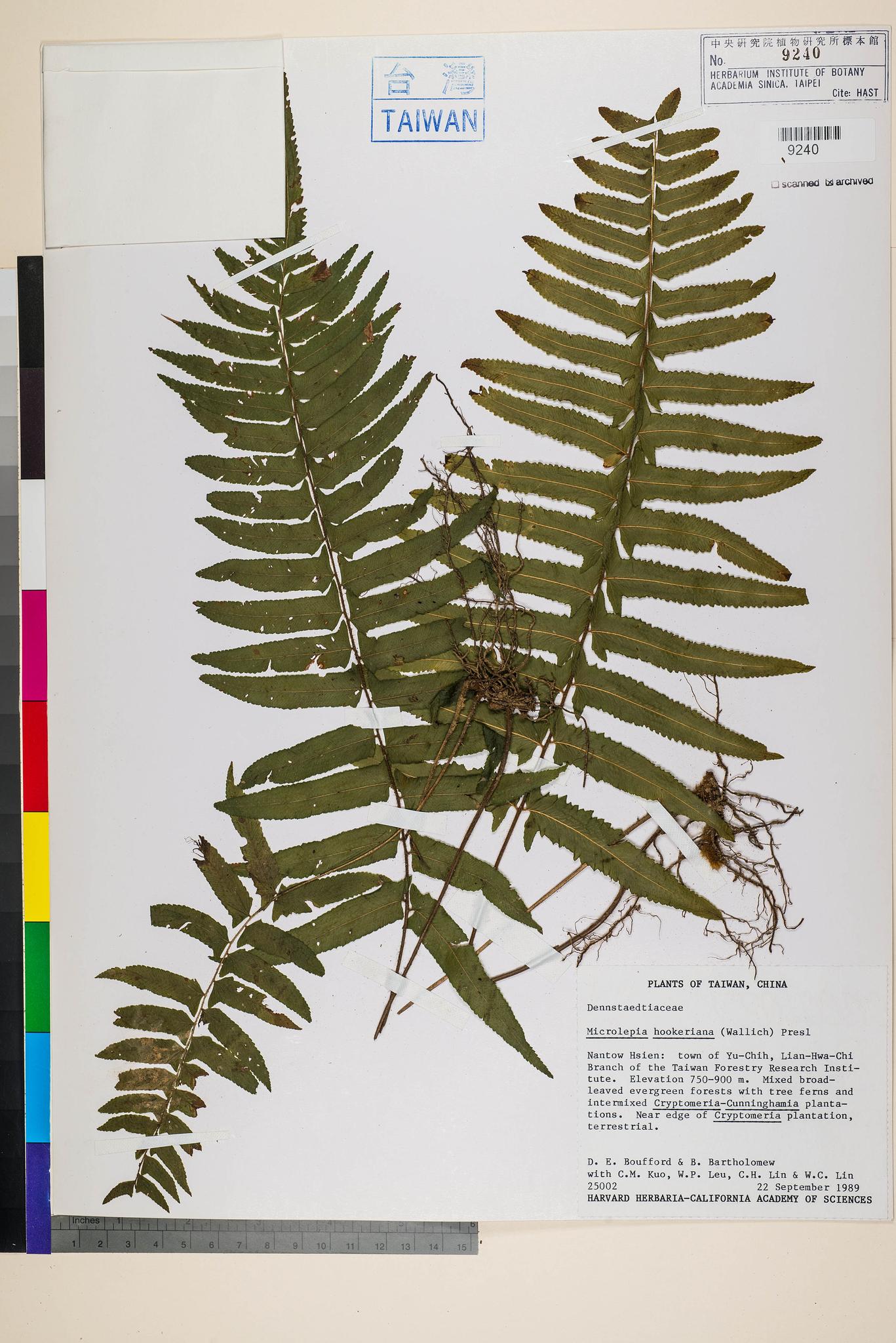 Sample image for viewer