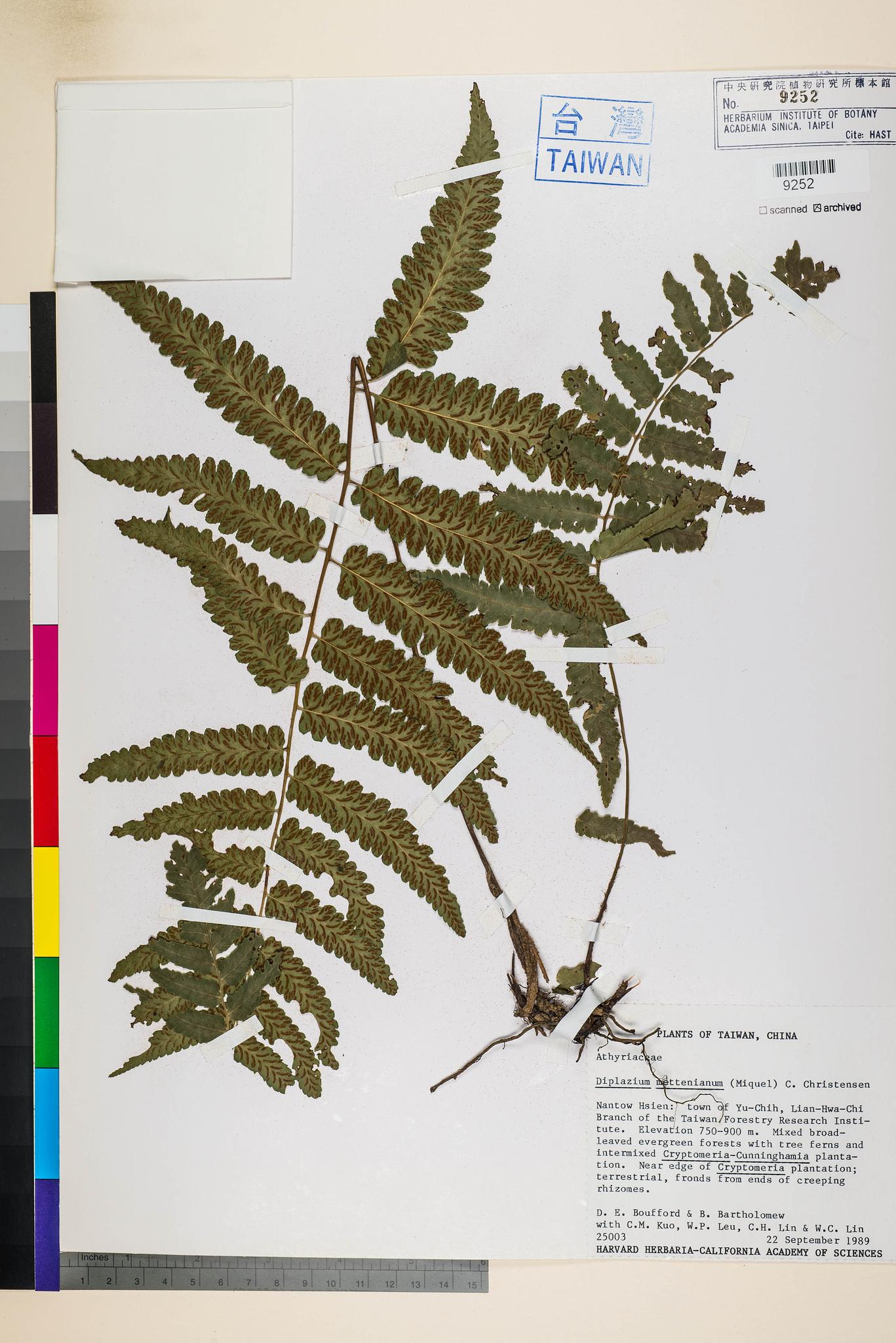 Sample image for viewer