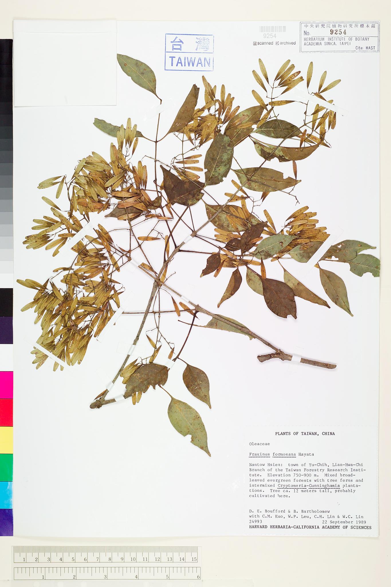 Sample image for viewer