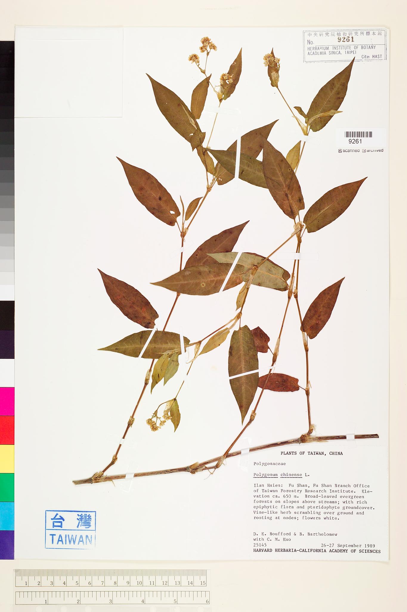 Sample image for viewer