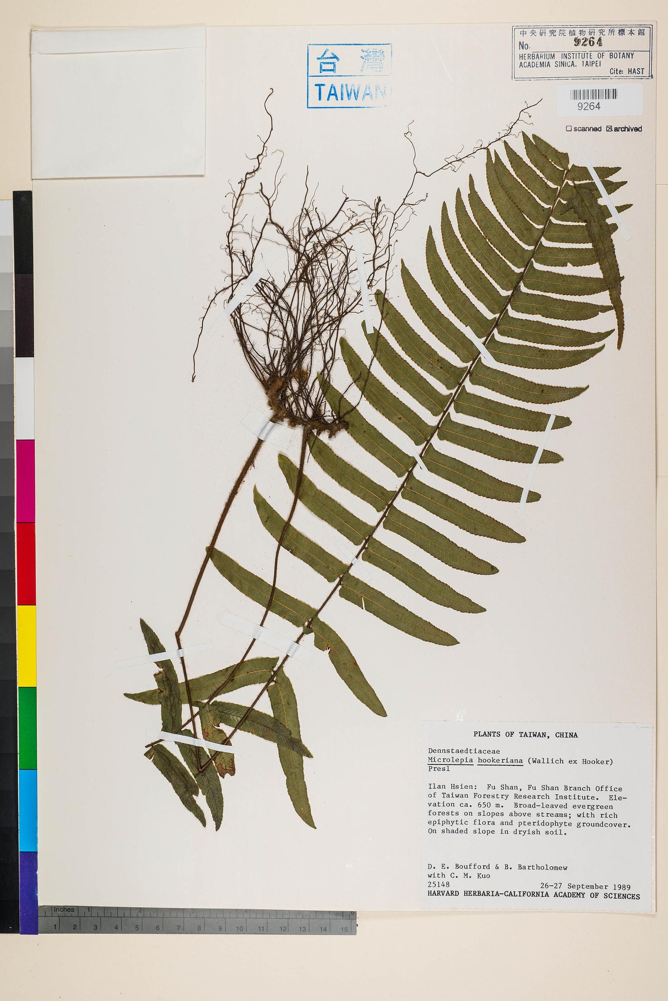 Sample image for viewer