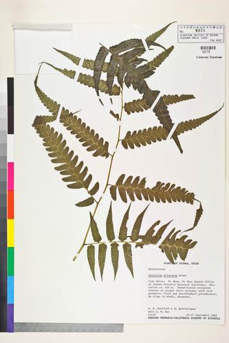 Diplazium dilatatum Blume