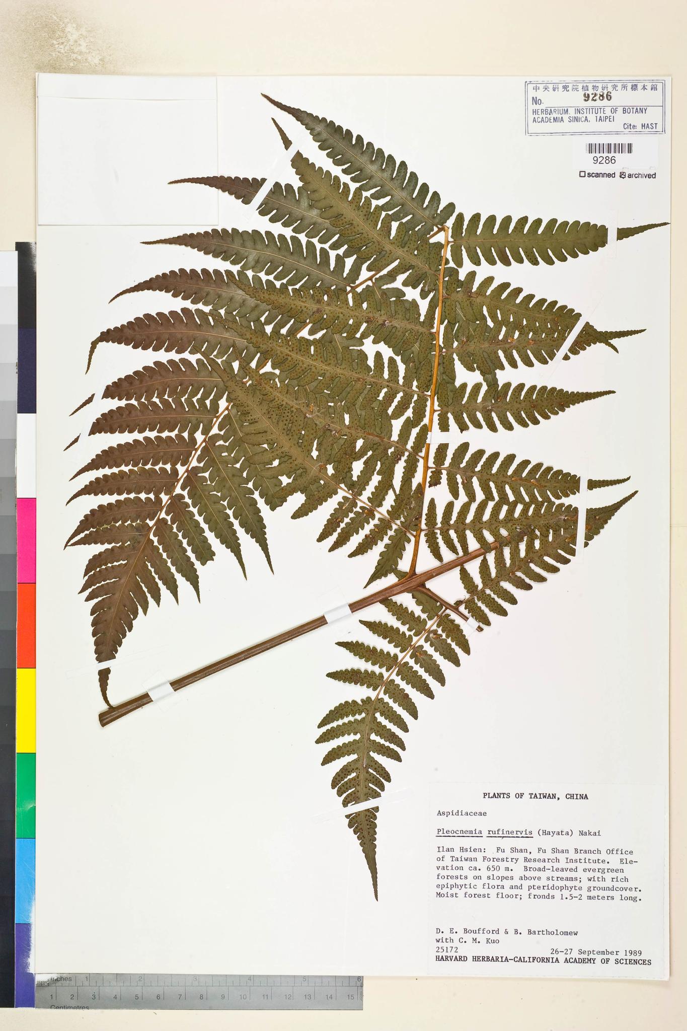 Sample image for viewer