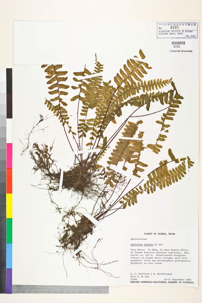 <Unit #84263 Boufford, D. E. |  | 25096:: | Asplenium normale D. Don>