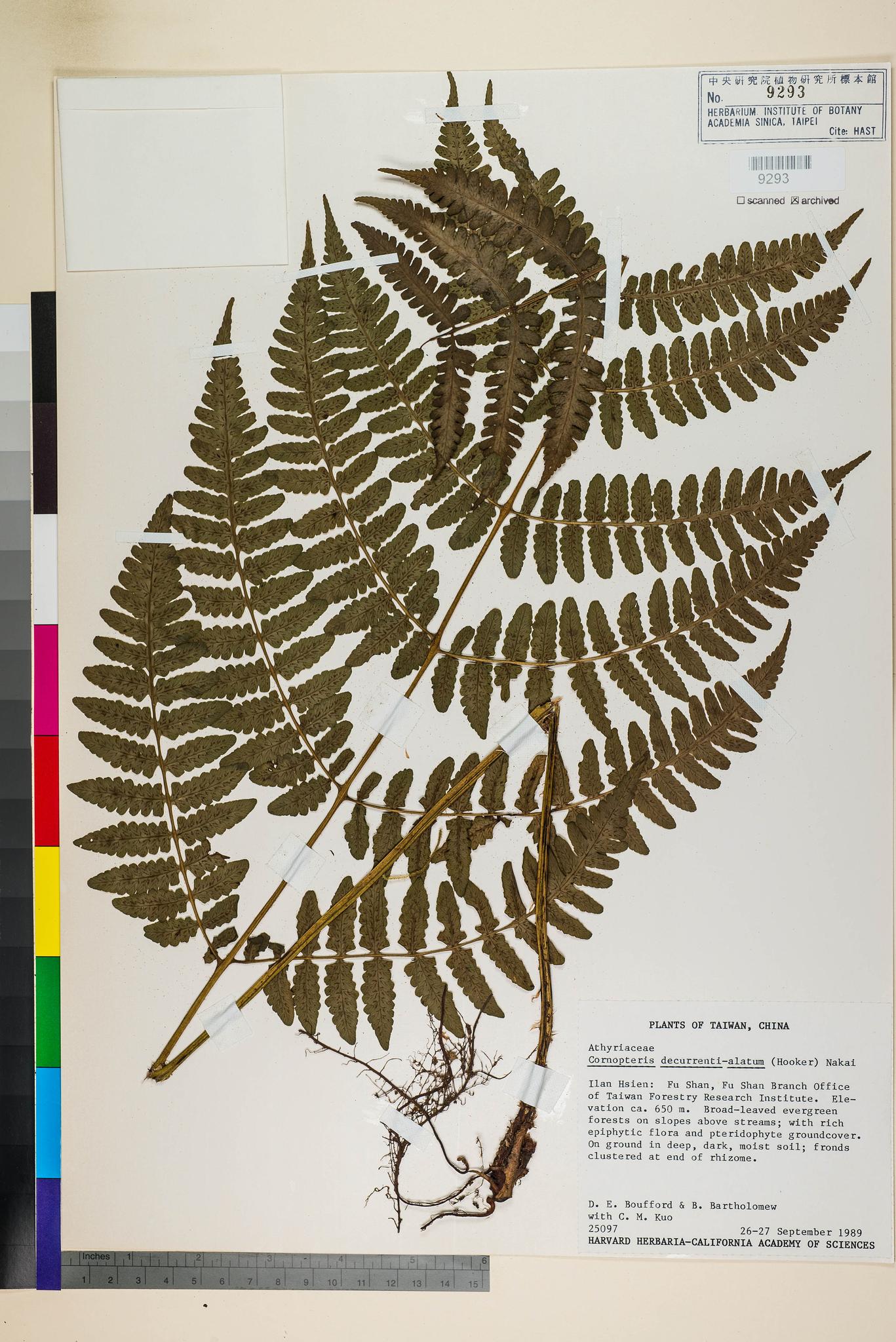 Sample image for viewer