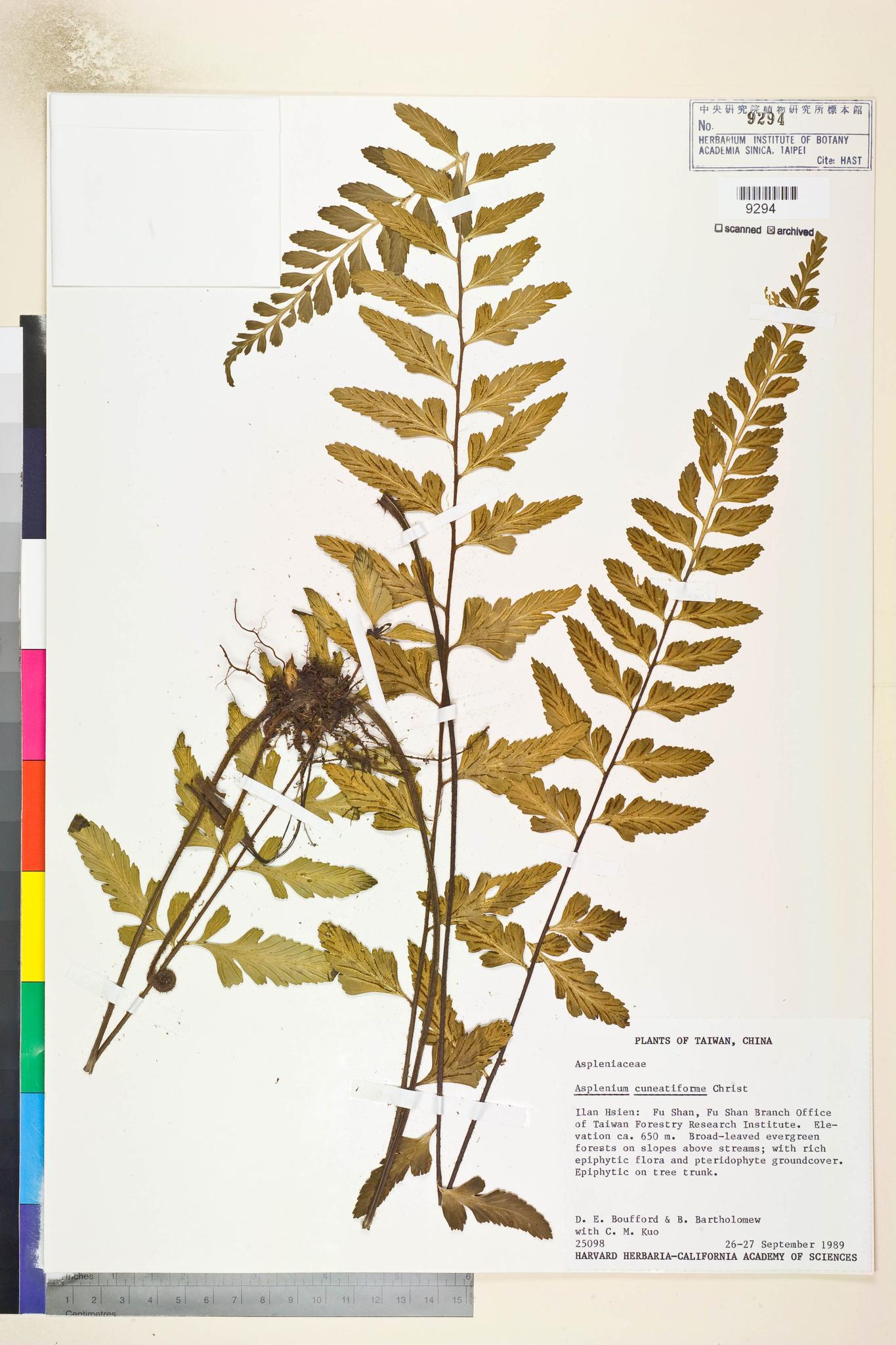 Sample image for viewer