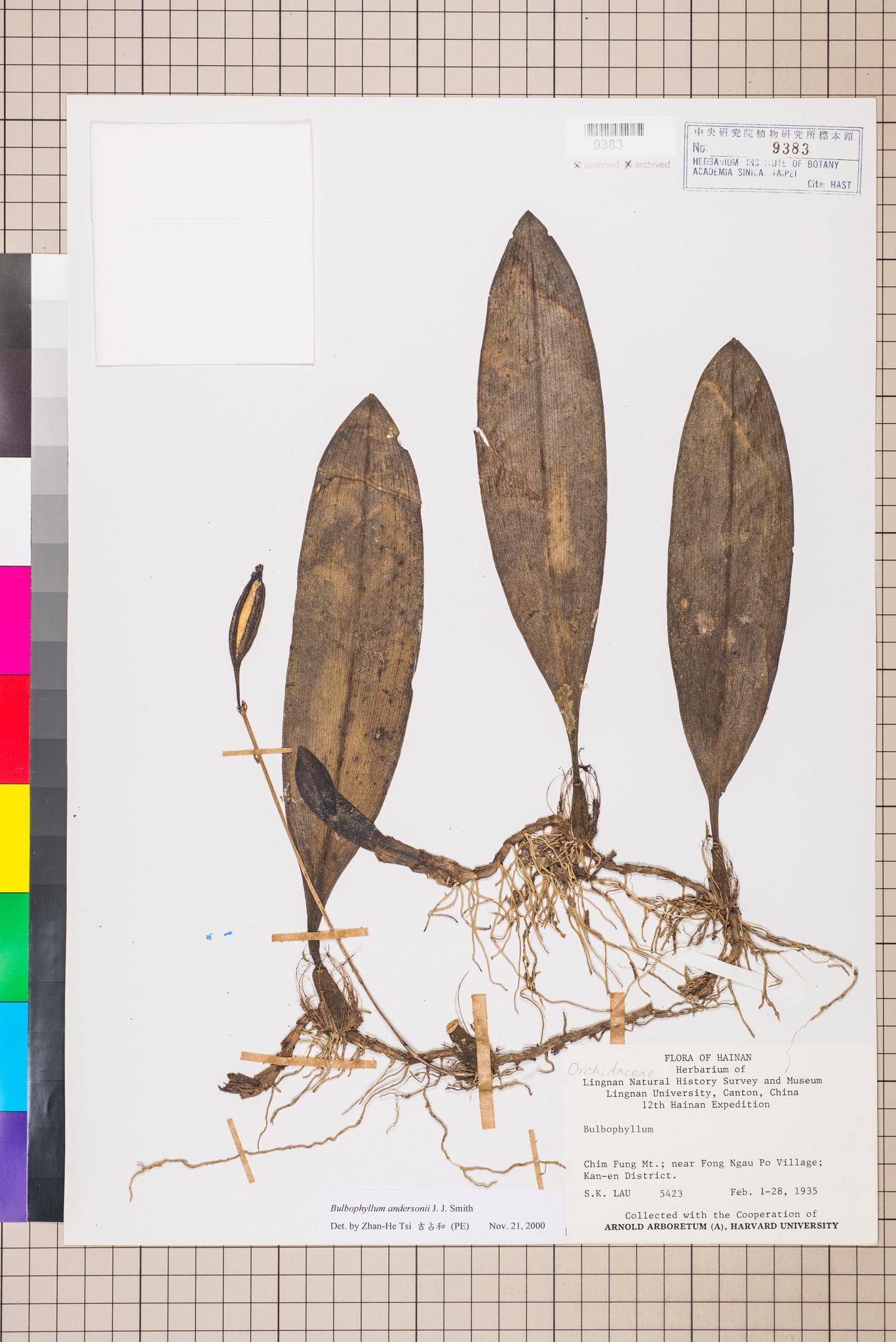 Sample image for viewer