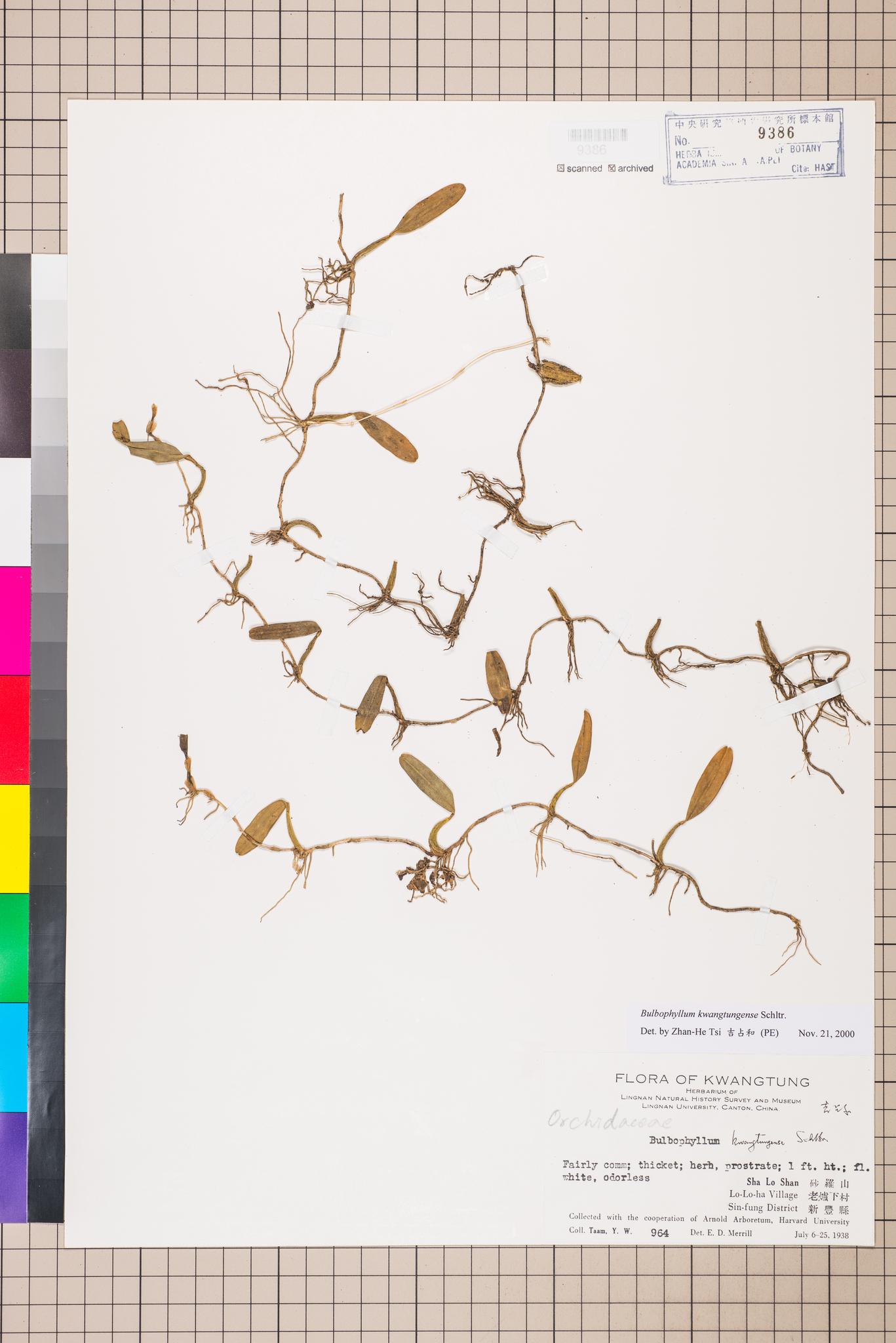 Sample image for viewer