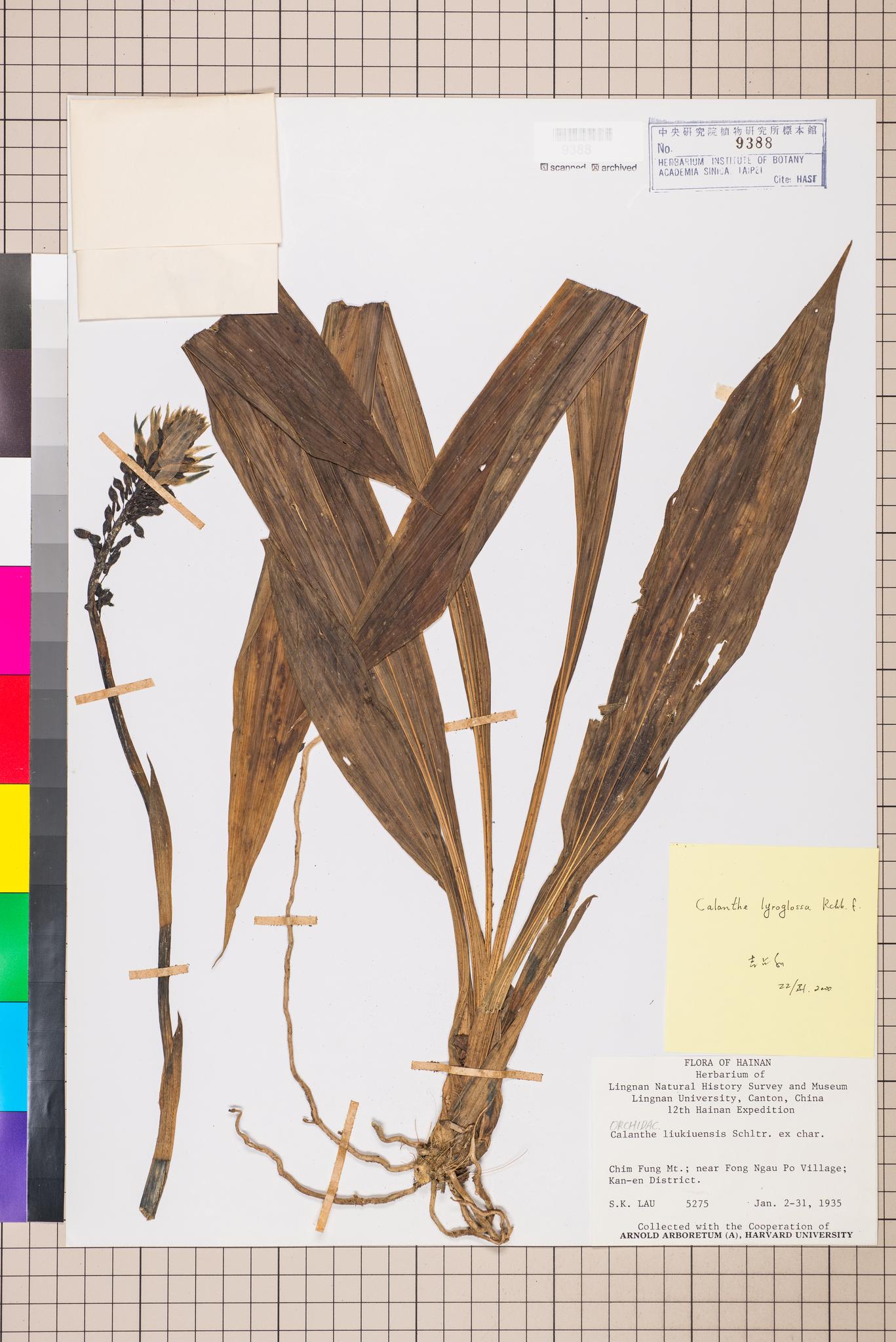 Sample image for viewer