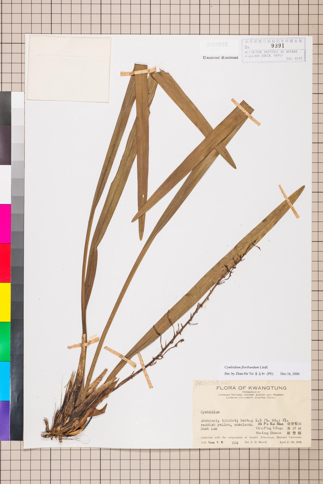 Sample image for viewer