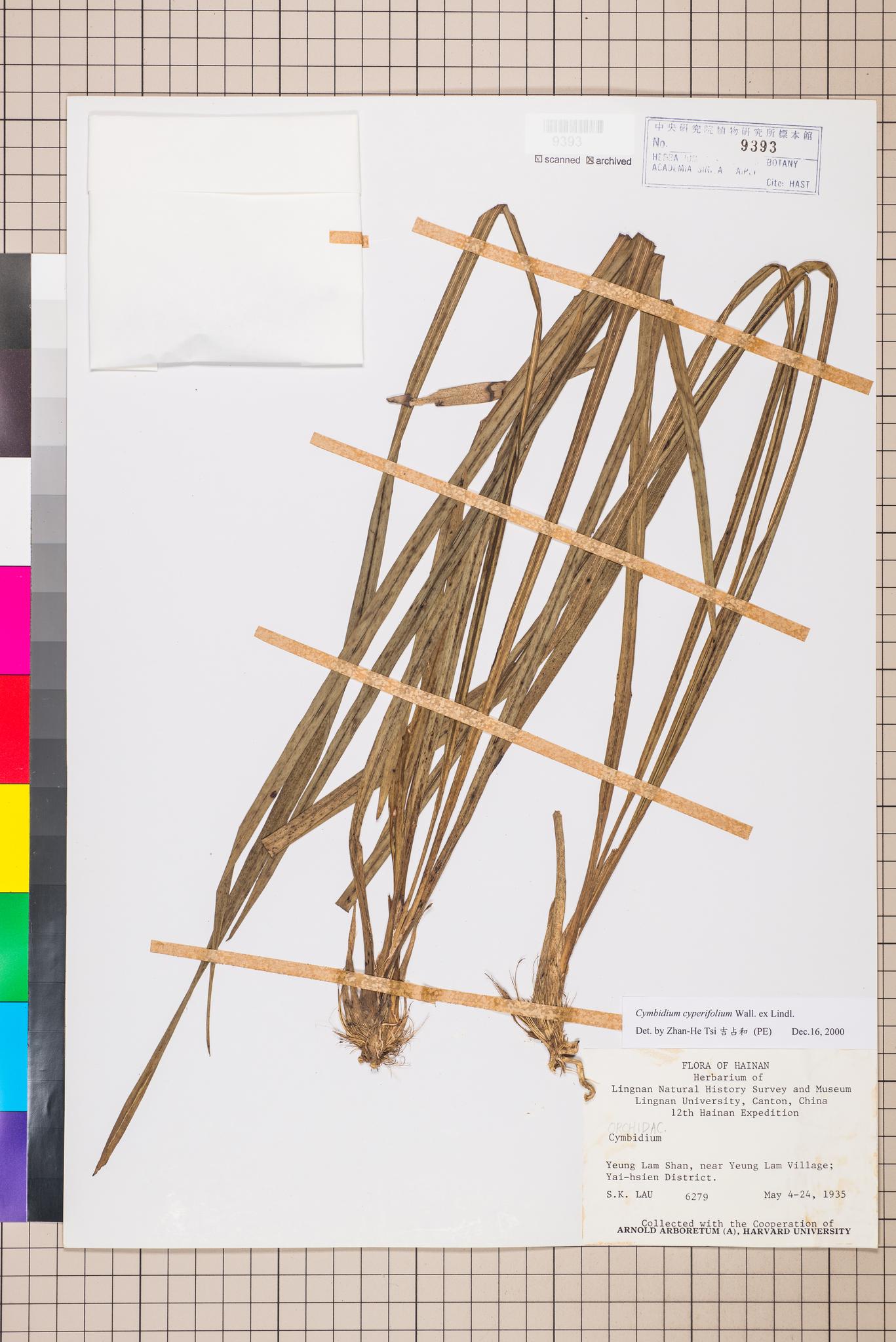 Sample image for viewer