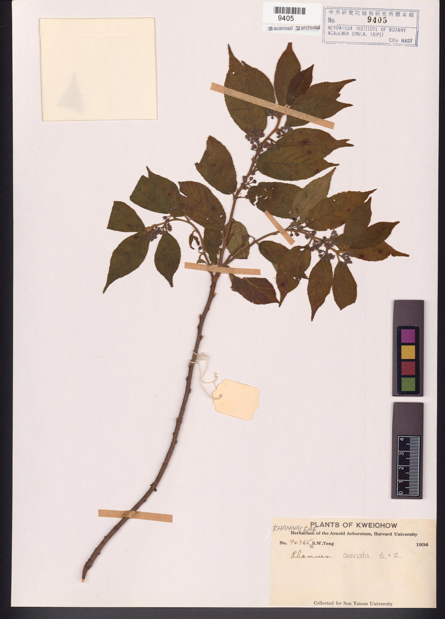 Sample image for viewer