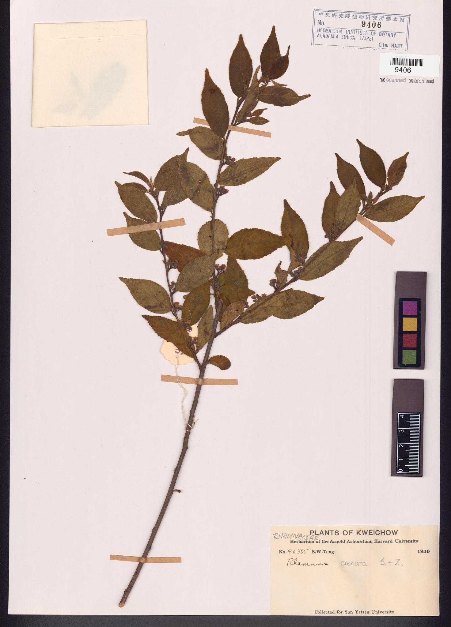 Sample image for viewer