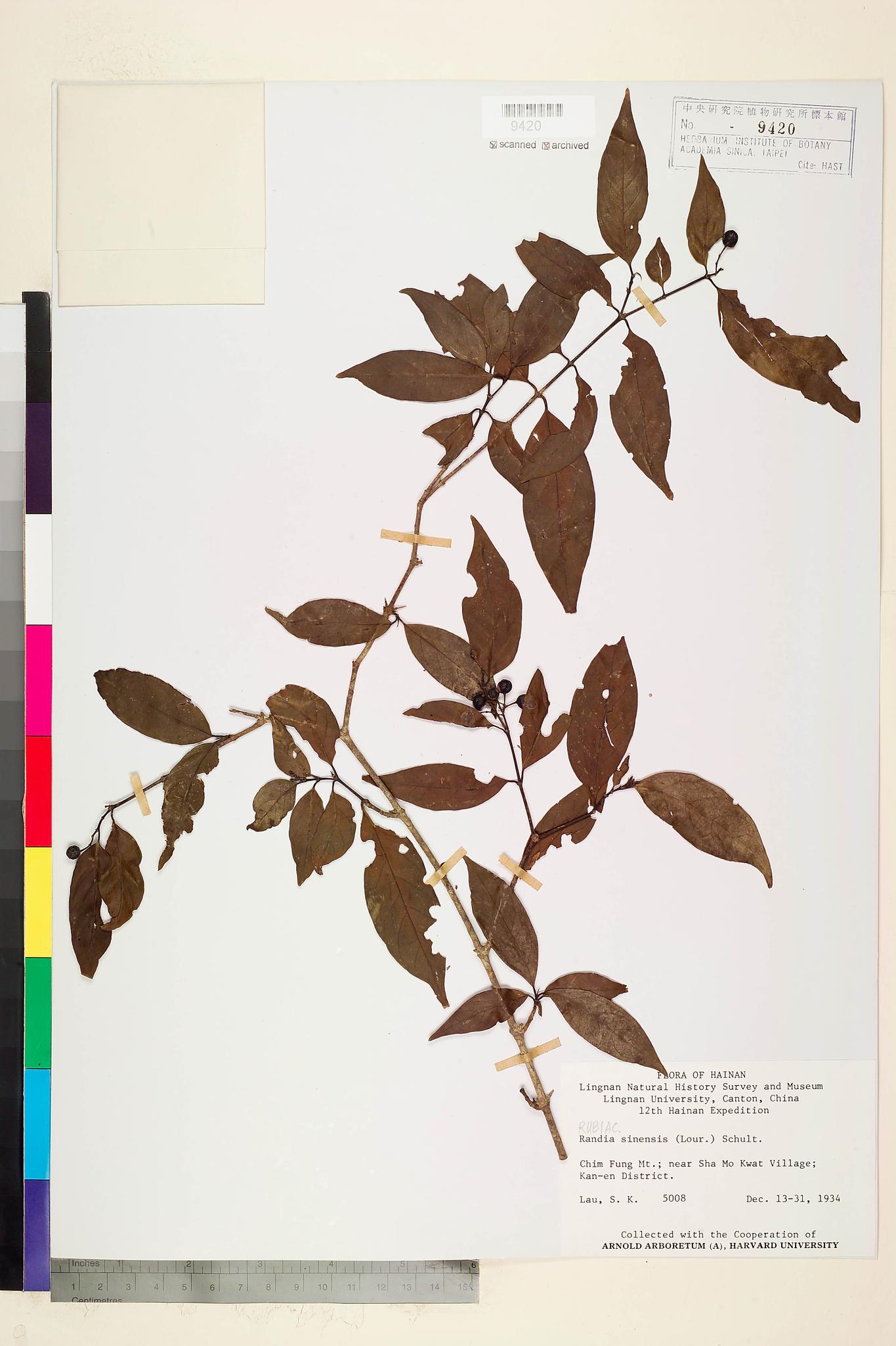 Sample image for viewer