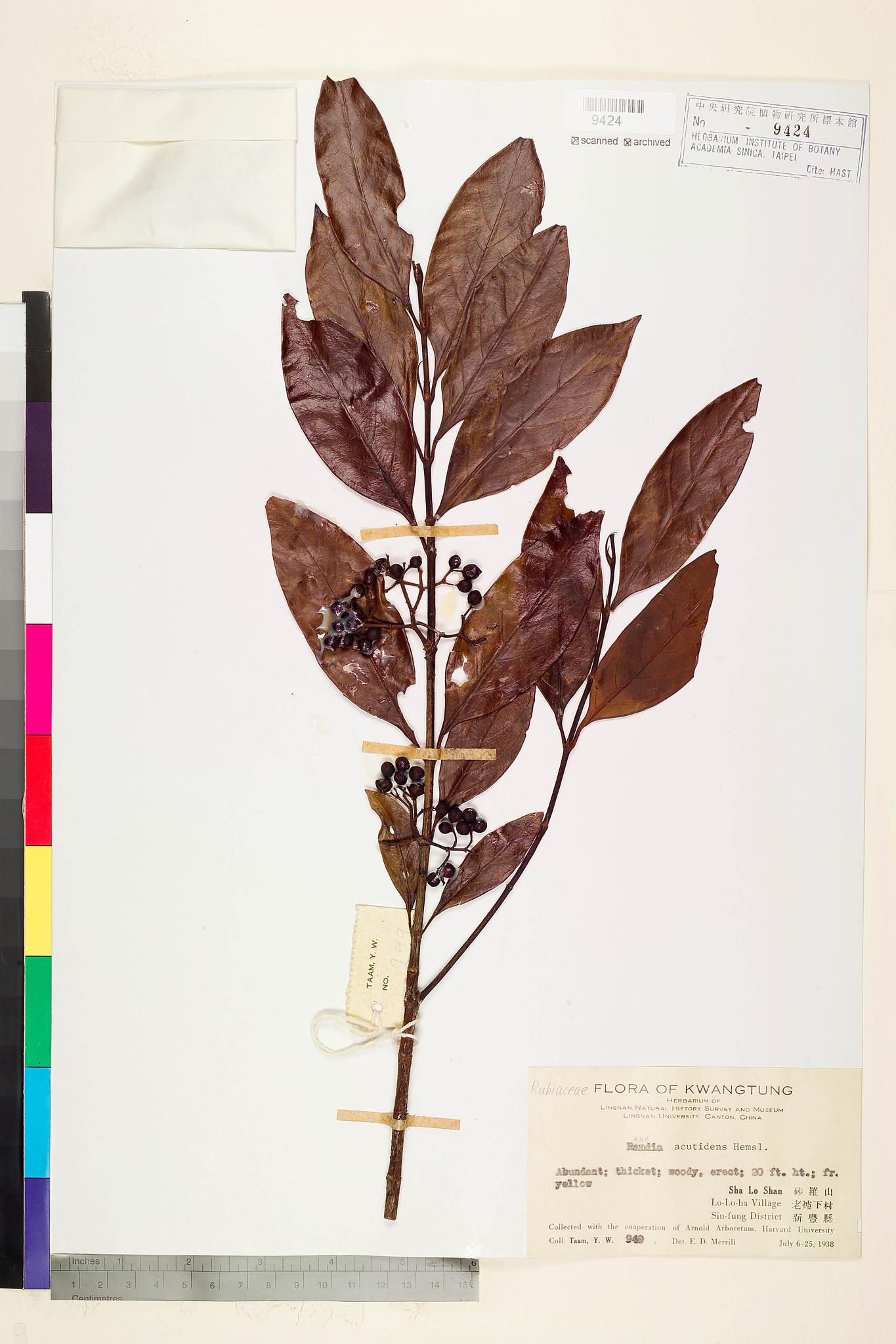 Sample image for viewer