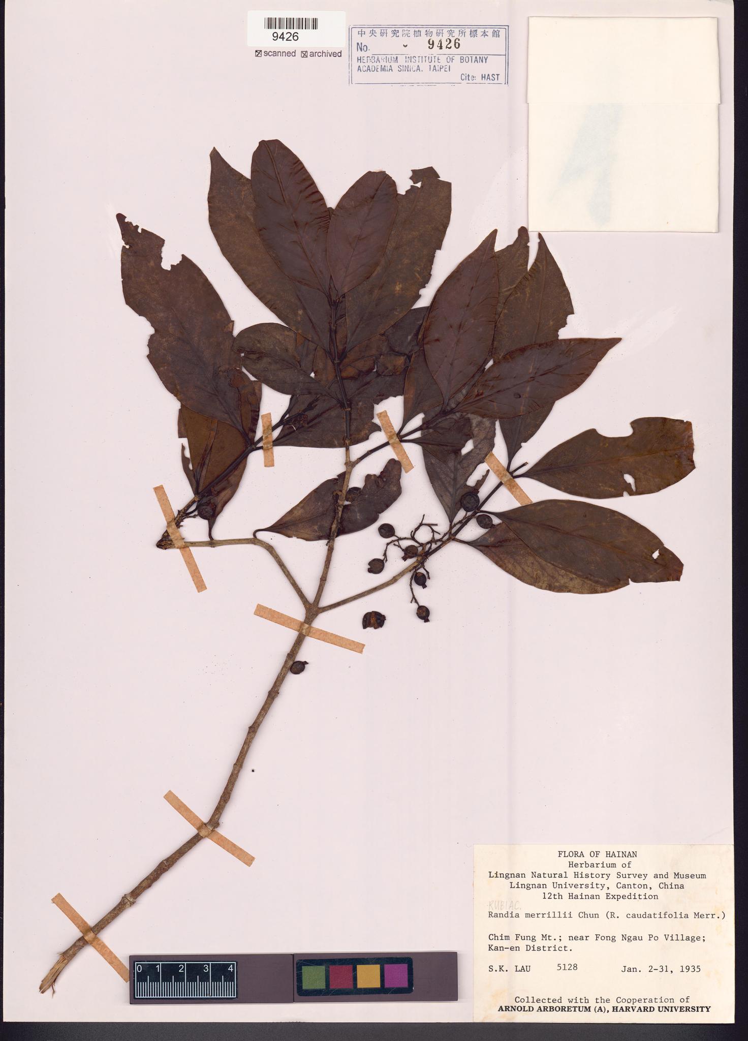 Sample image for viewer