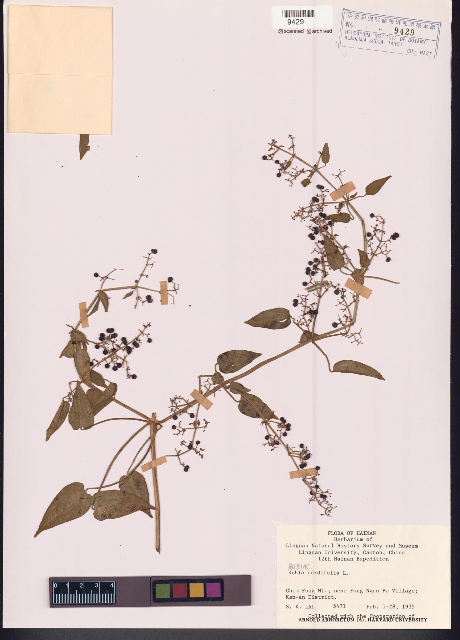 Sample image for viewer