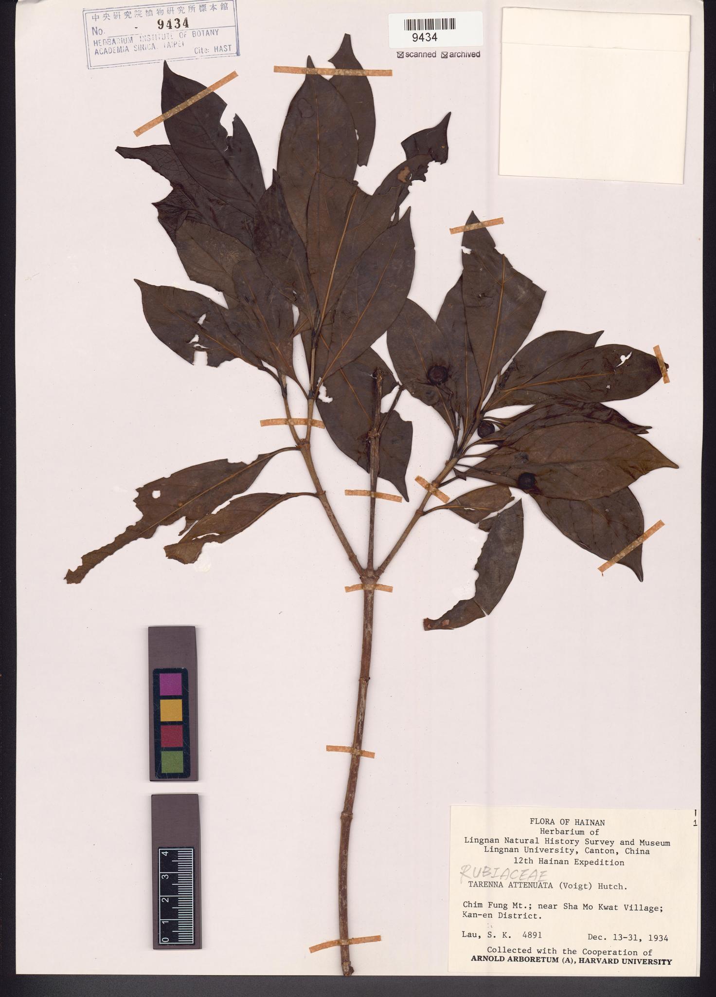 Sample image for viewer