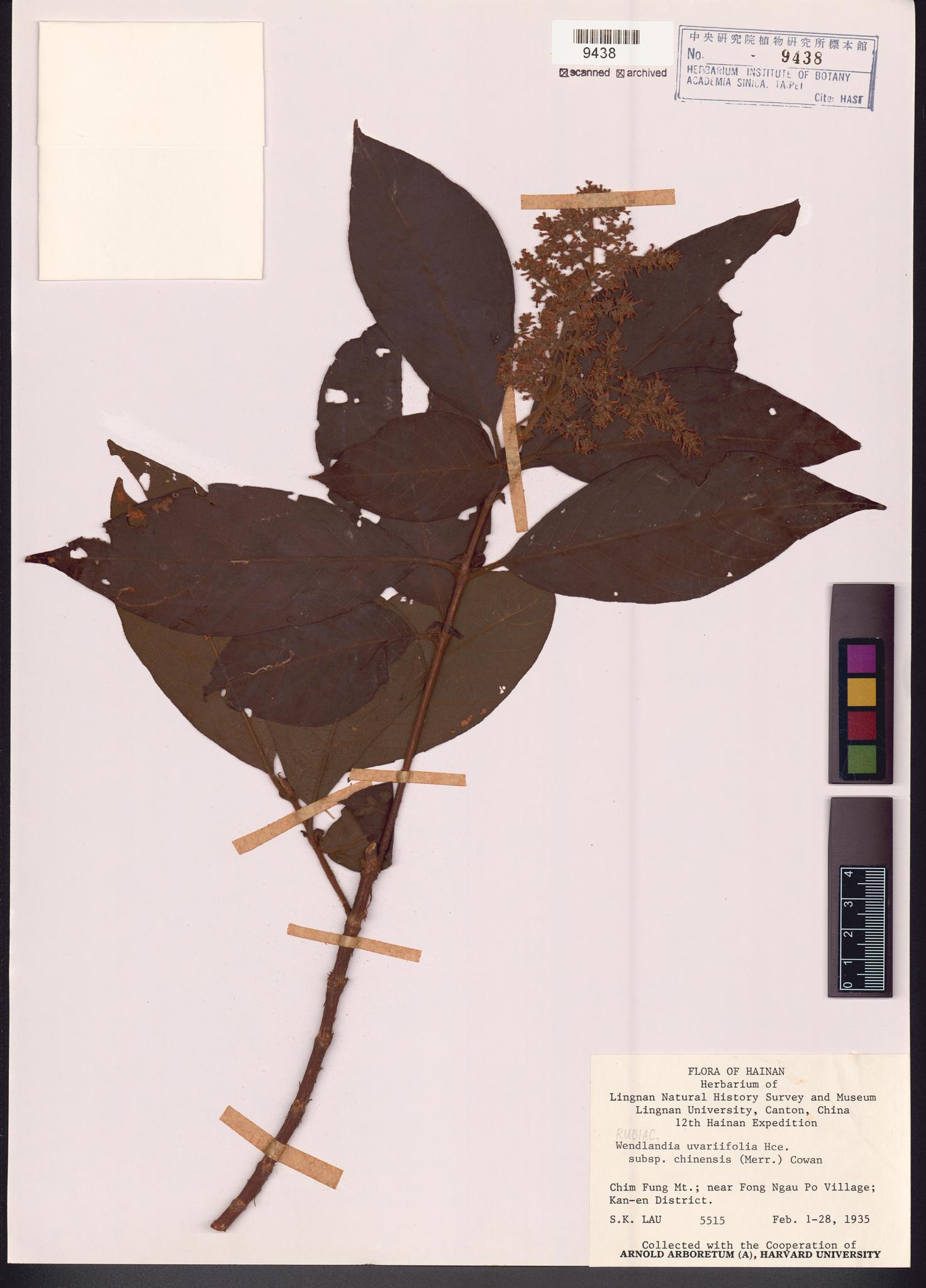 Sample image for viewer