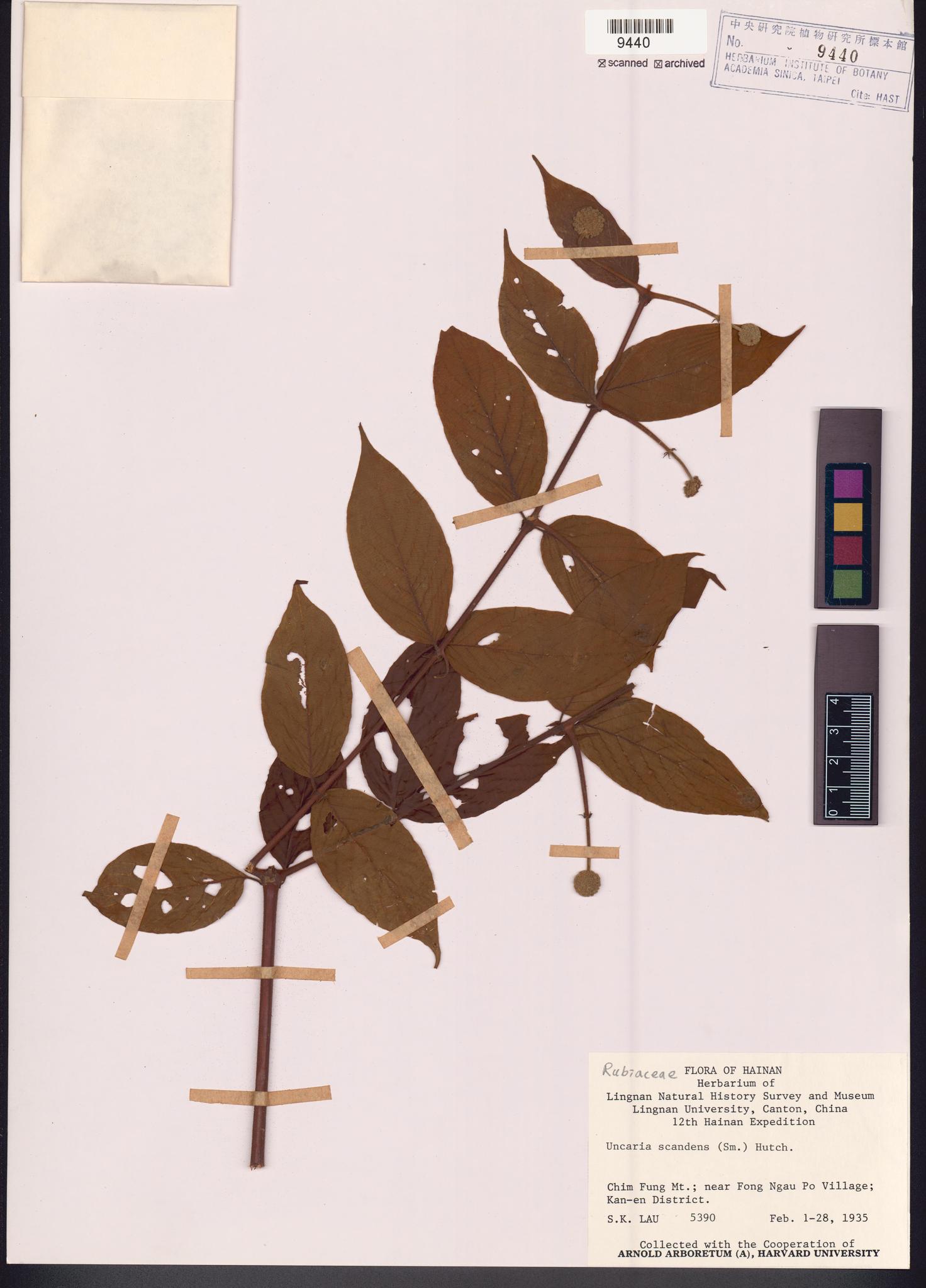 Sample image for viewer