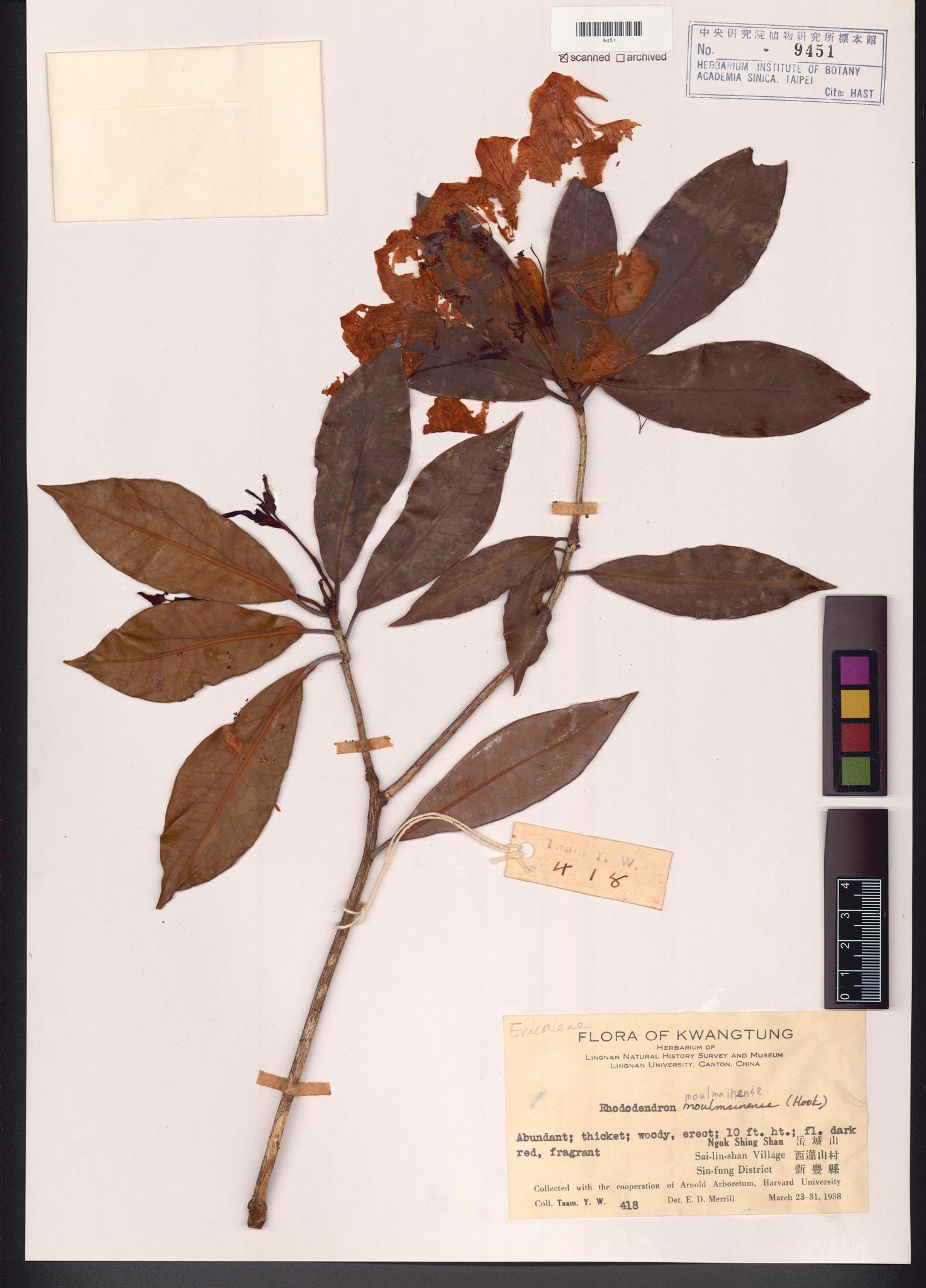 Sample image for viewer