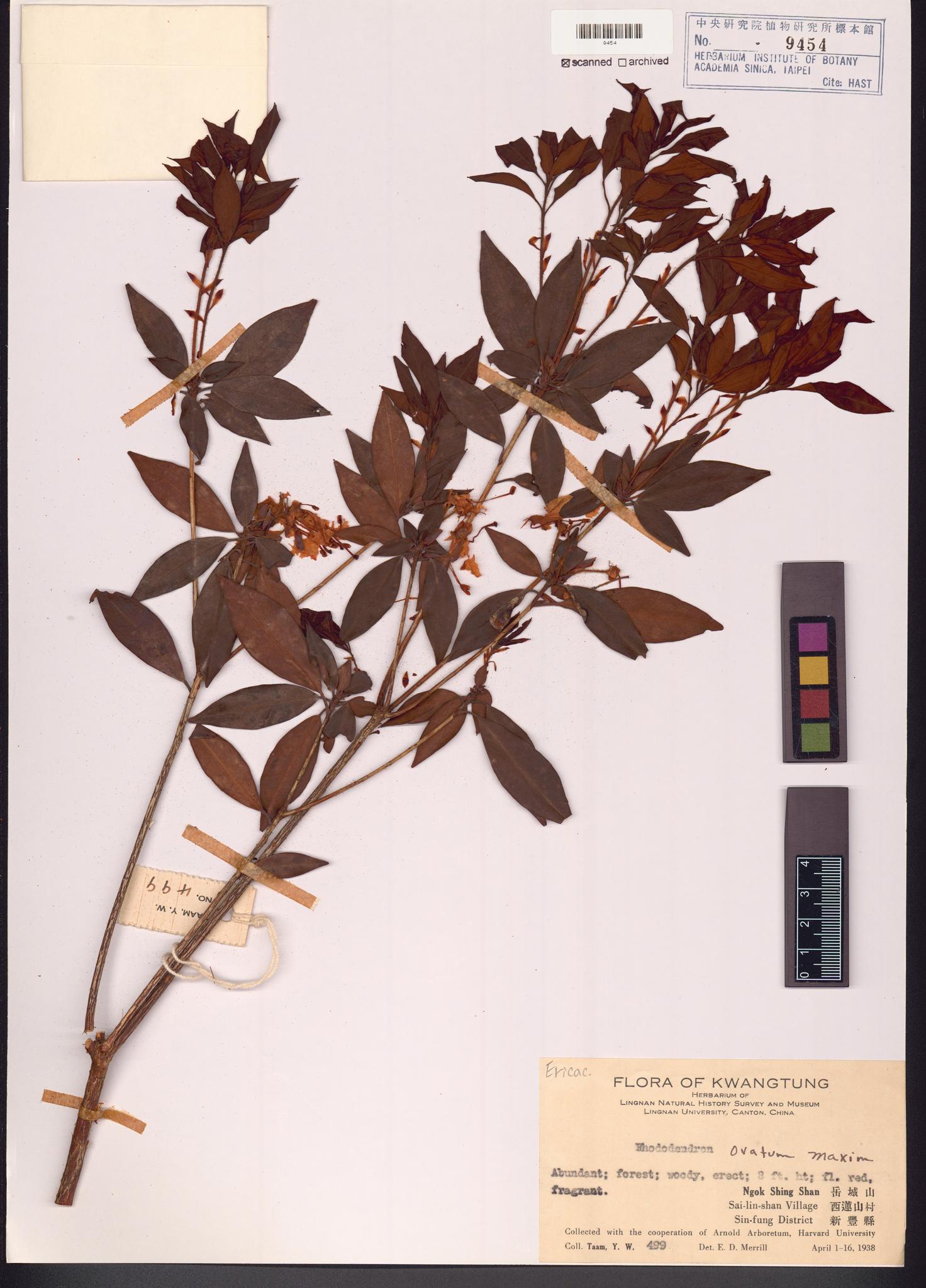 Sample image for viewer