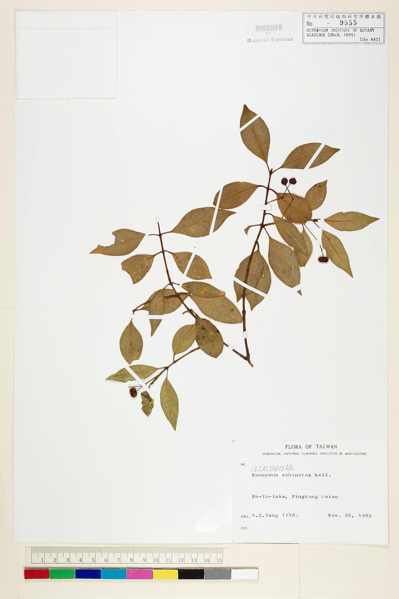 Sample image for viewer