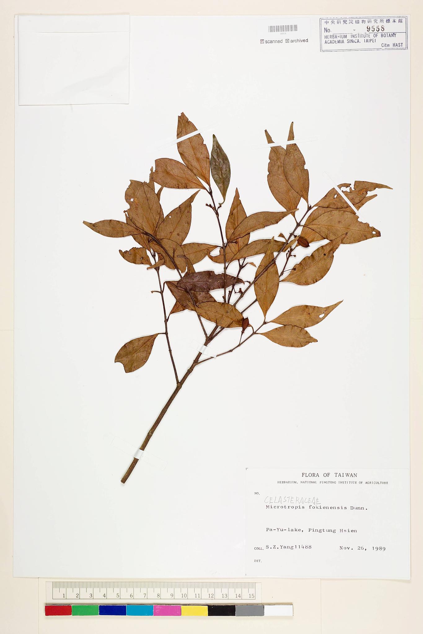 Sample image for viewer