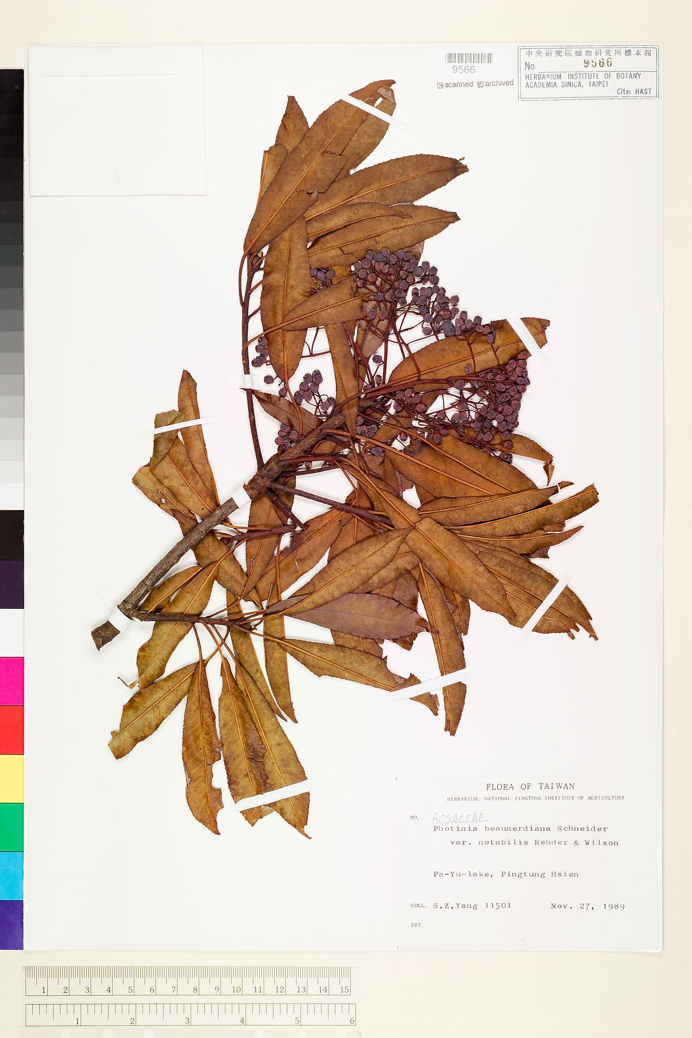 Sample image for viewer