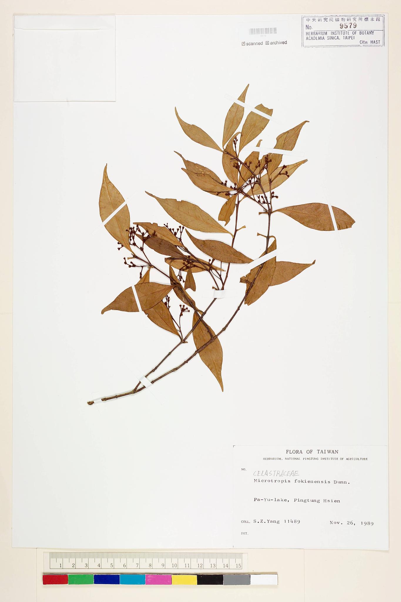 Sample image for viewer