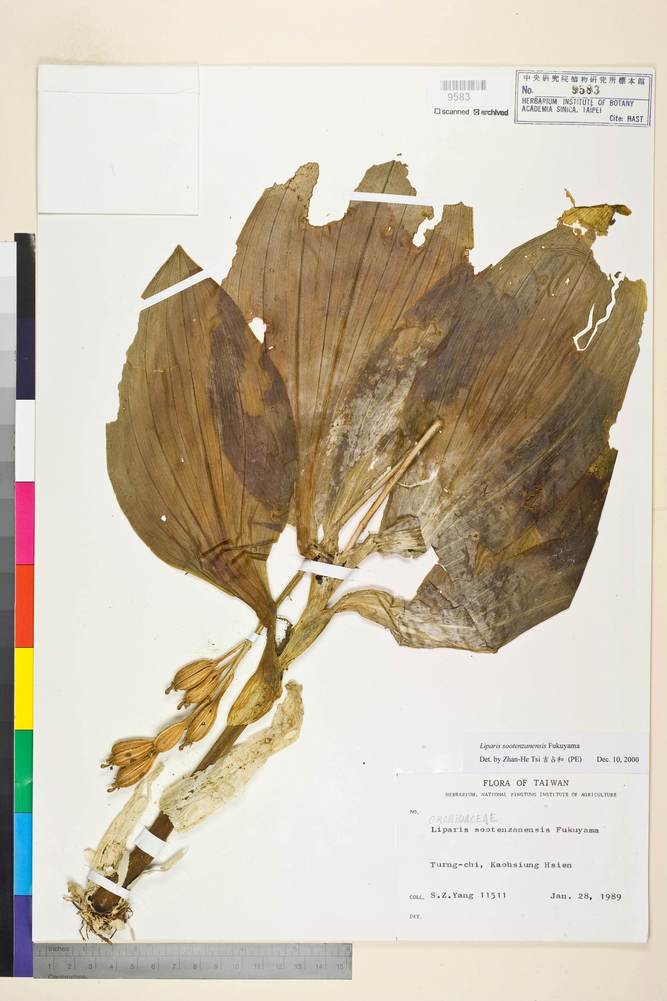 Sample image for viewer