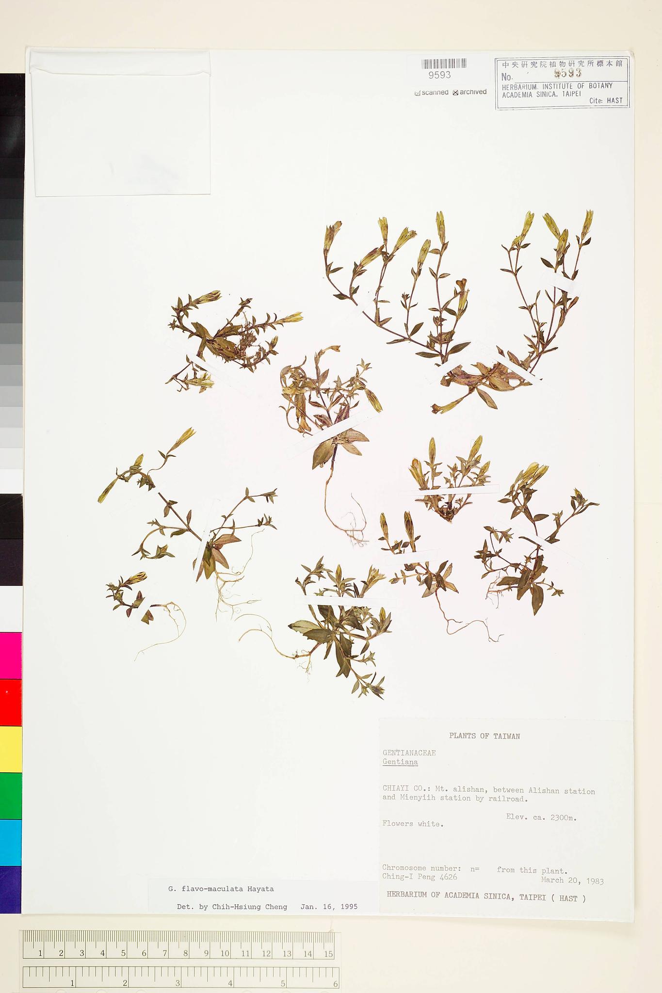 Sample image for viewer