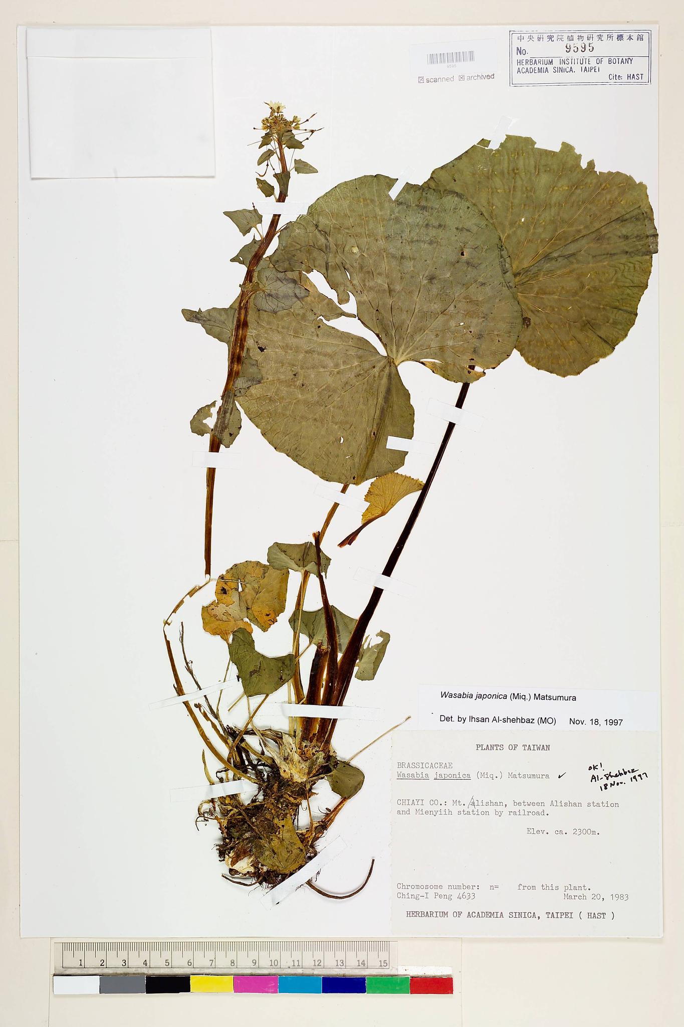 Sample image for viewer