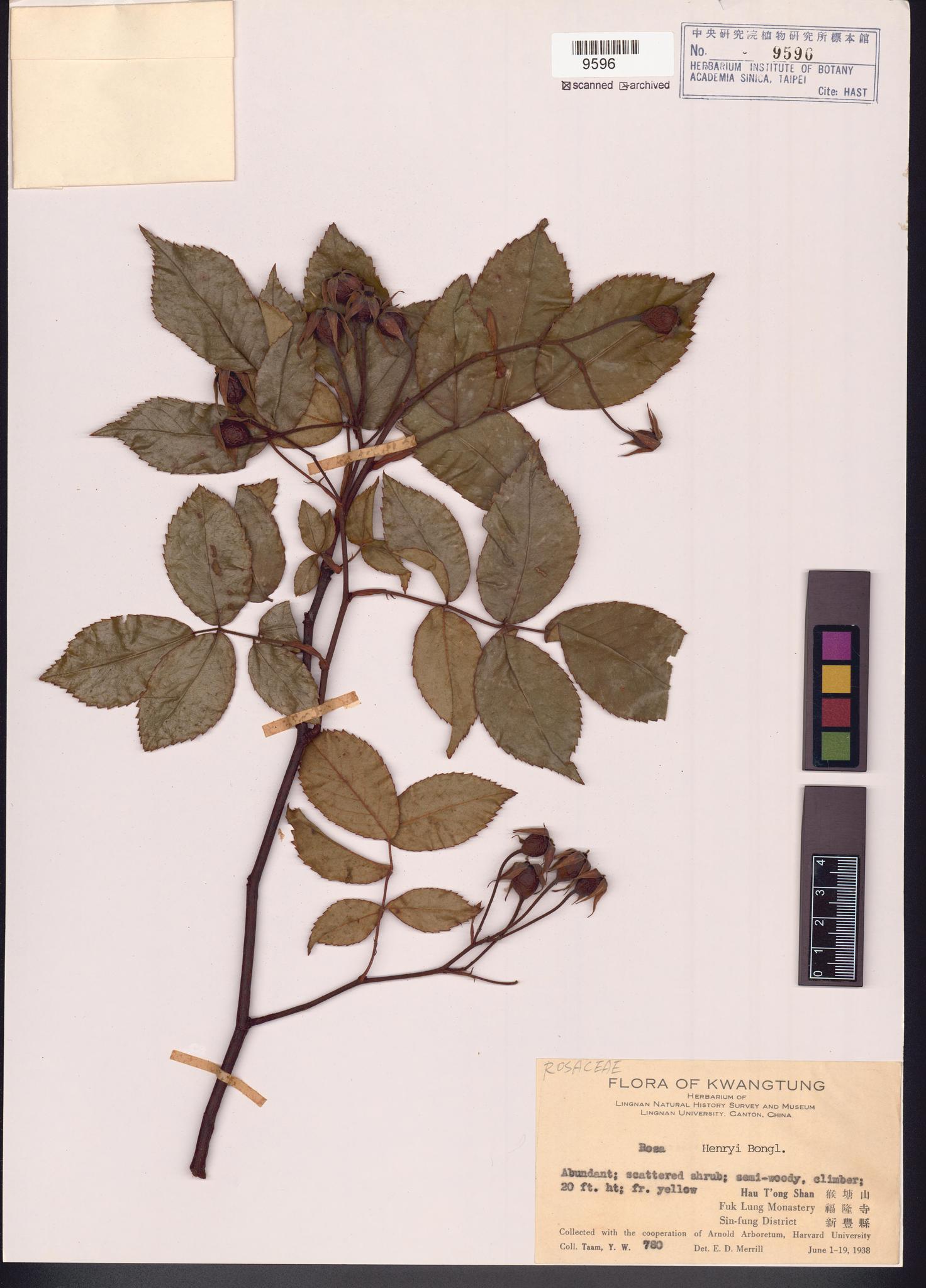 Sample image for viewer