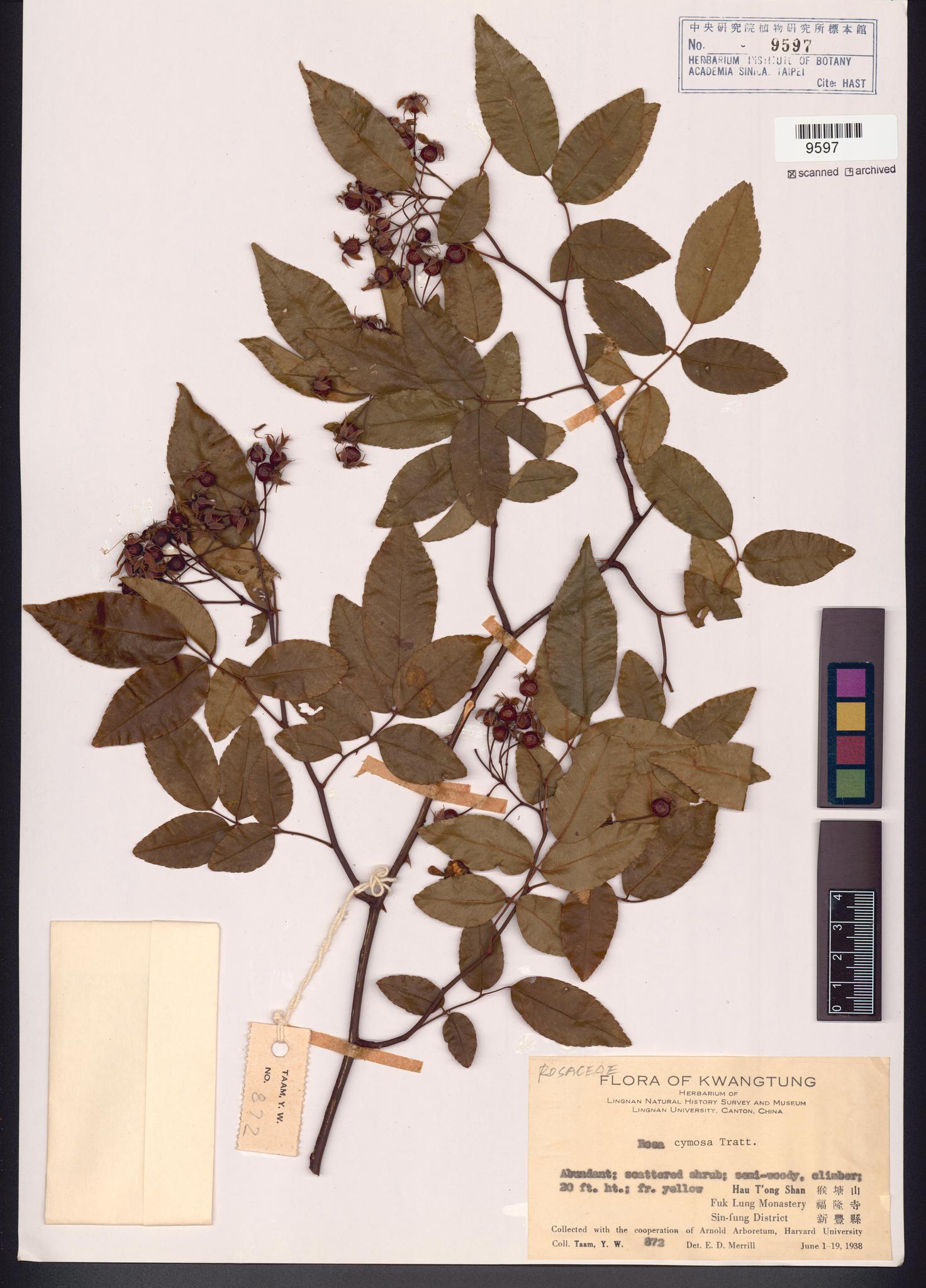 Sample image for viewer