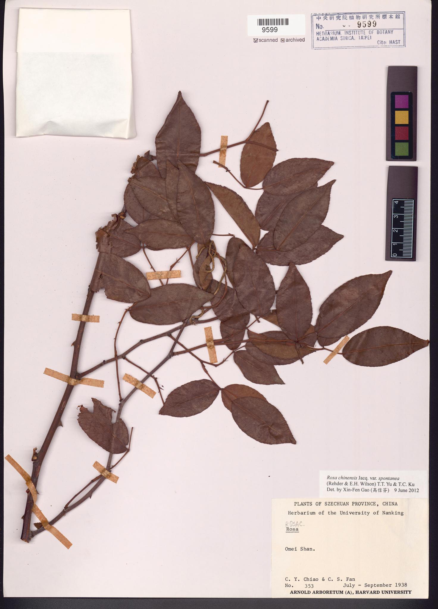 Sample image for viewer