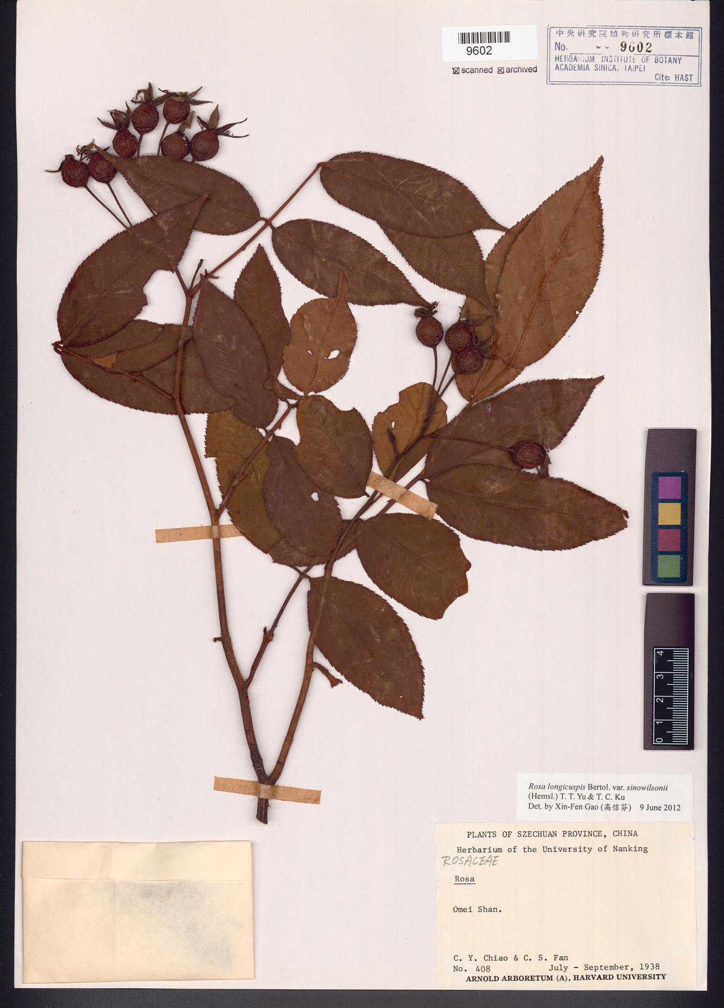 Sample image for viewer