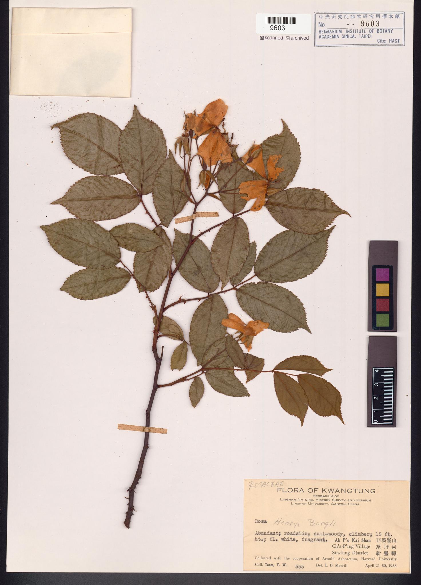 Sample image for viewer