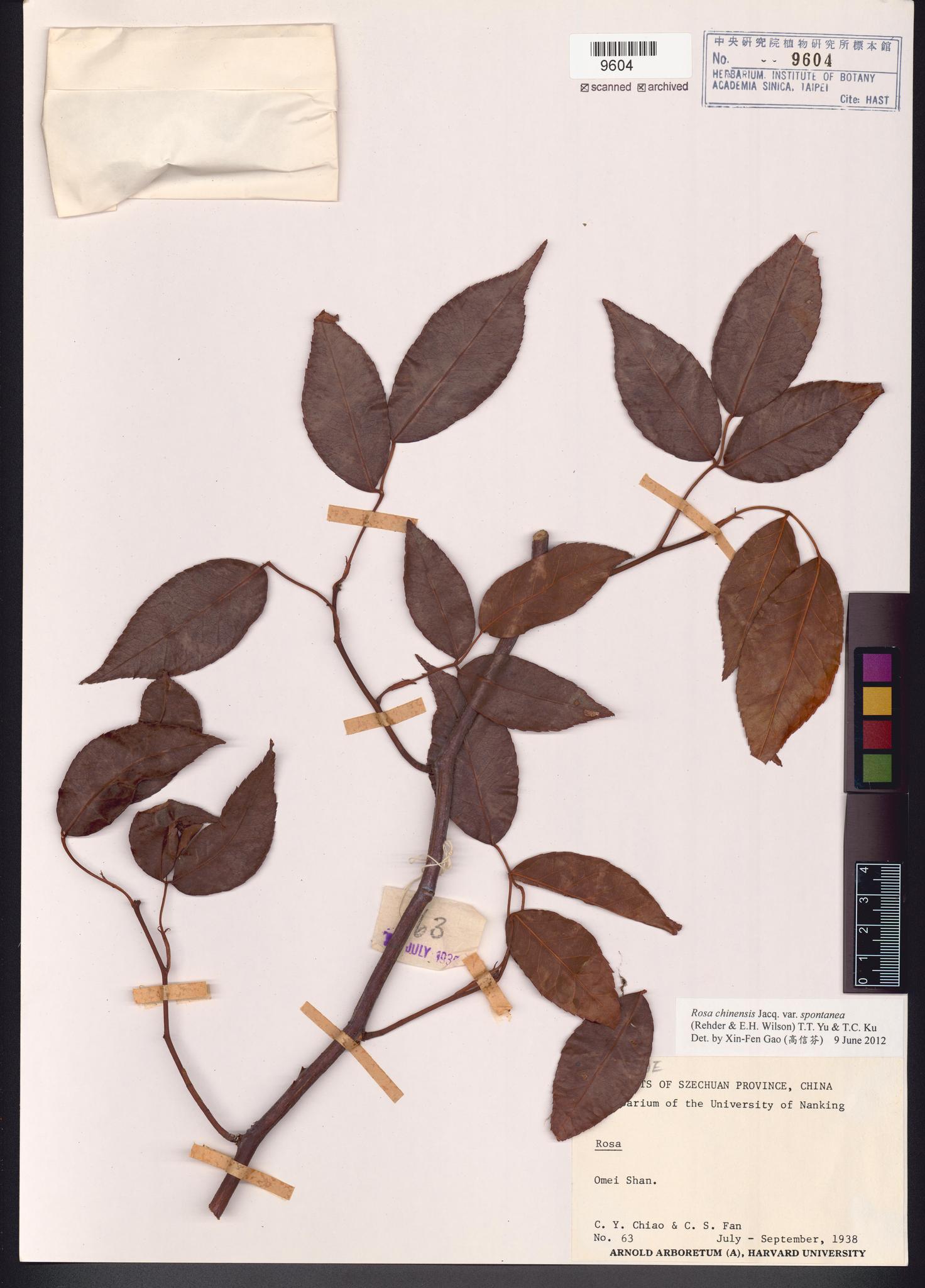 Sample image for viewer