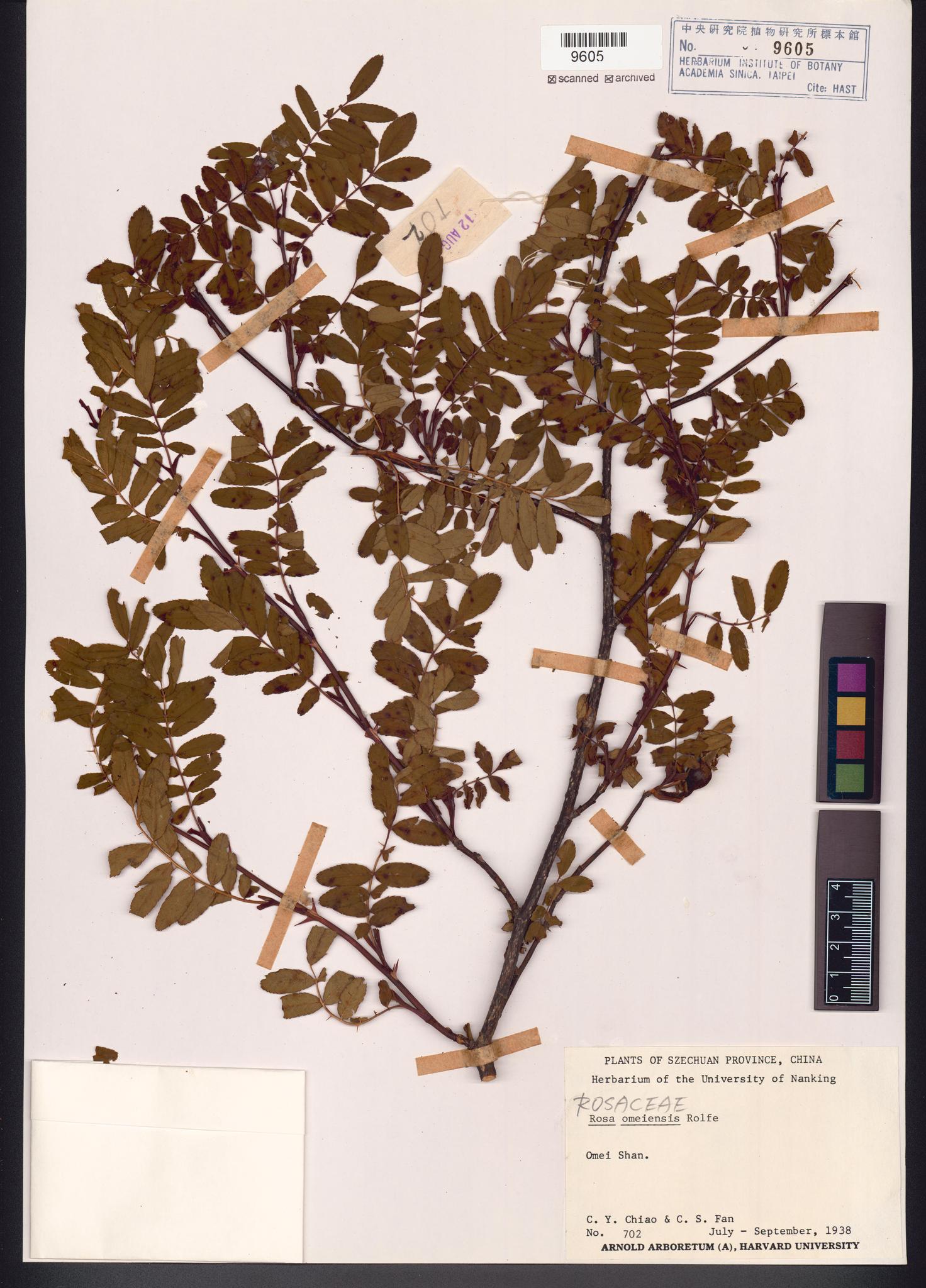 Sample image for viewer