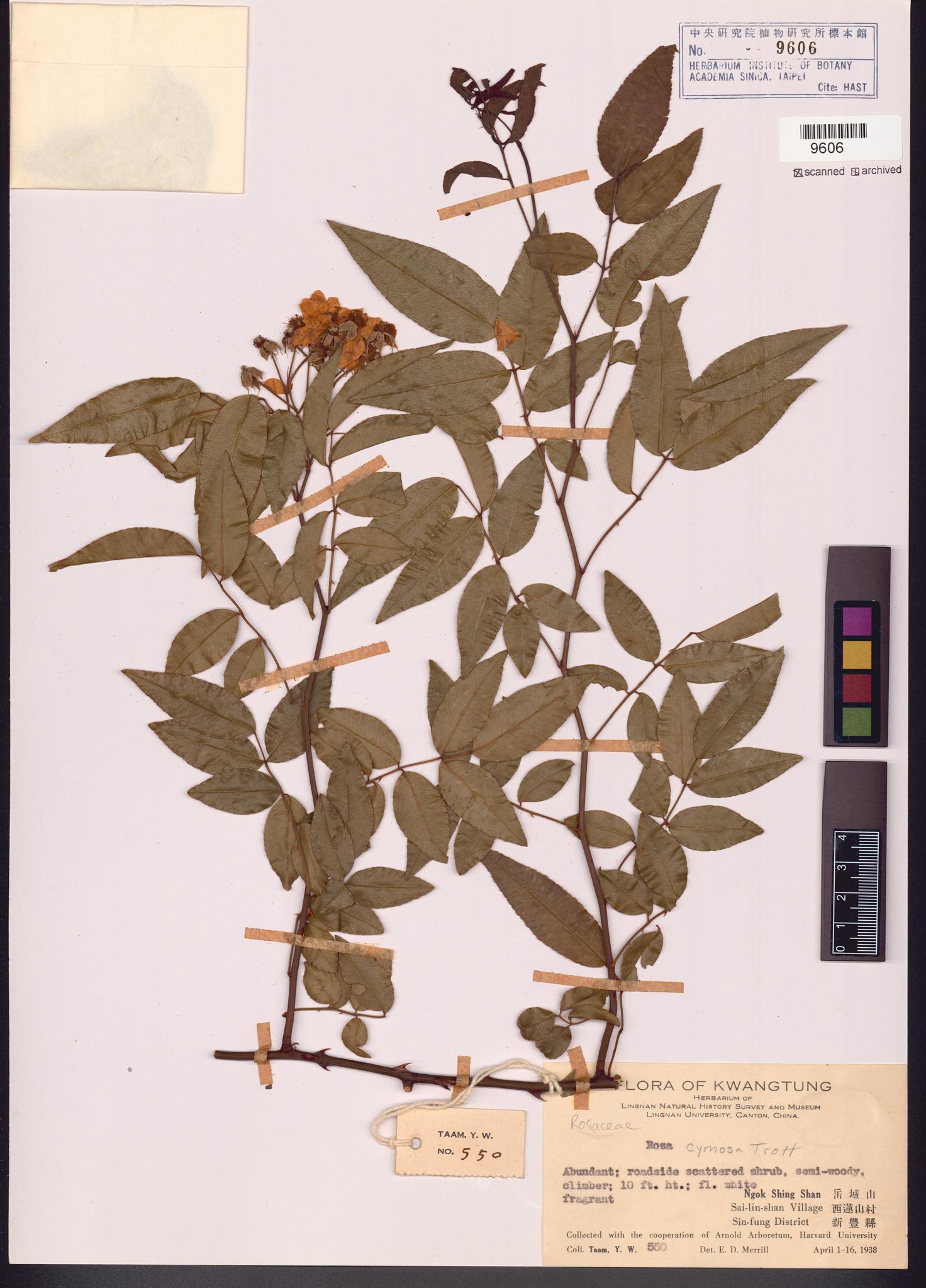 Sample image for viewer